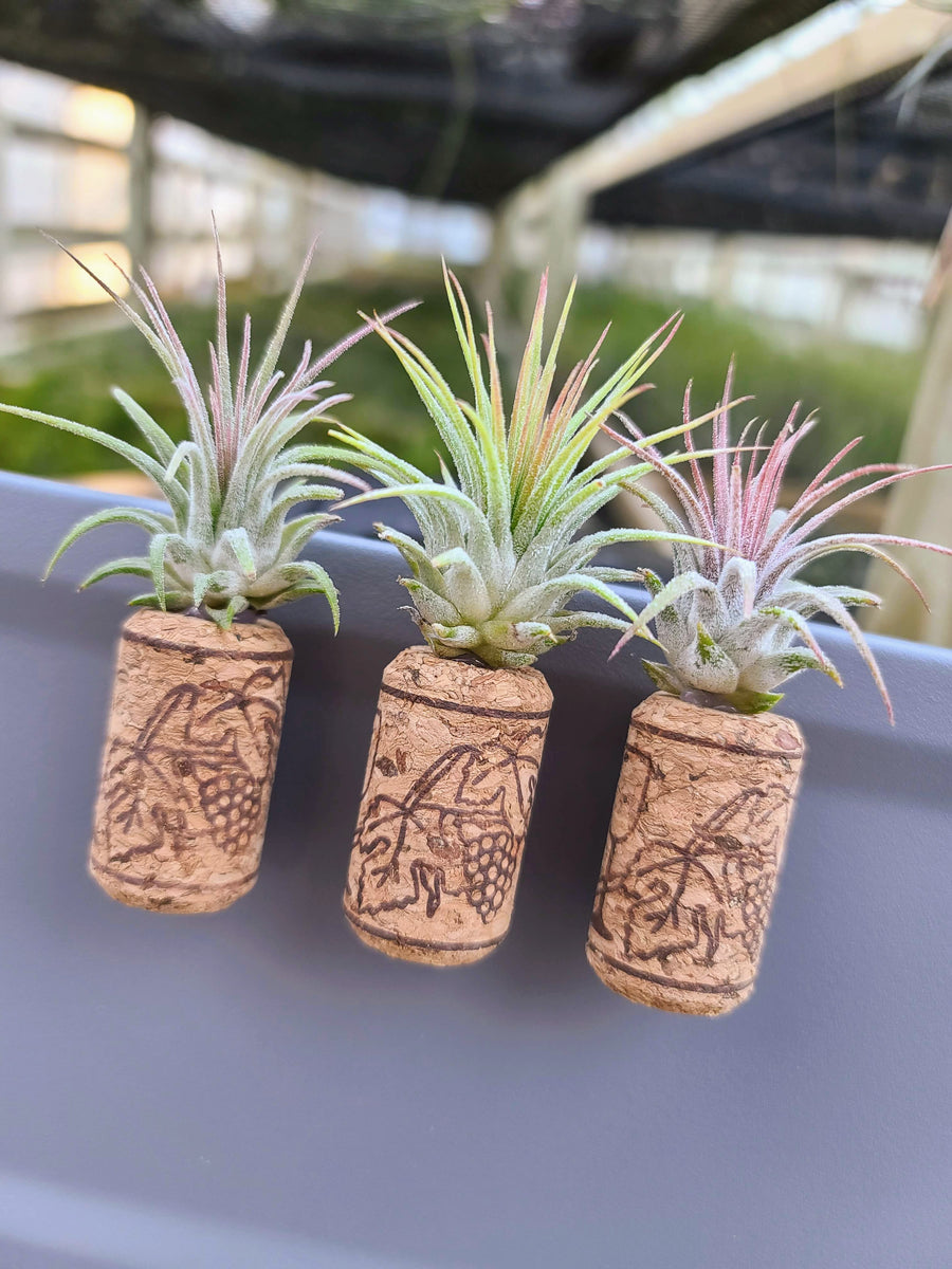 3 Magnetic Wine Corks + 3 Air Plants