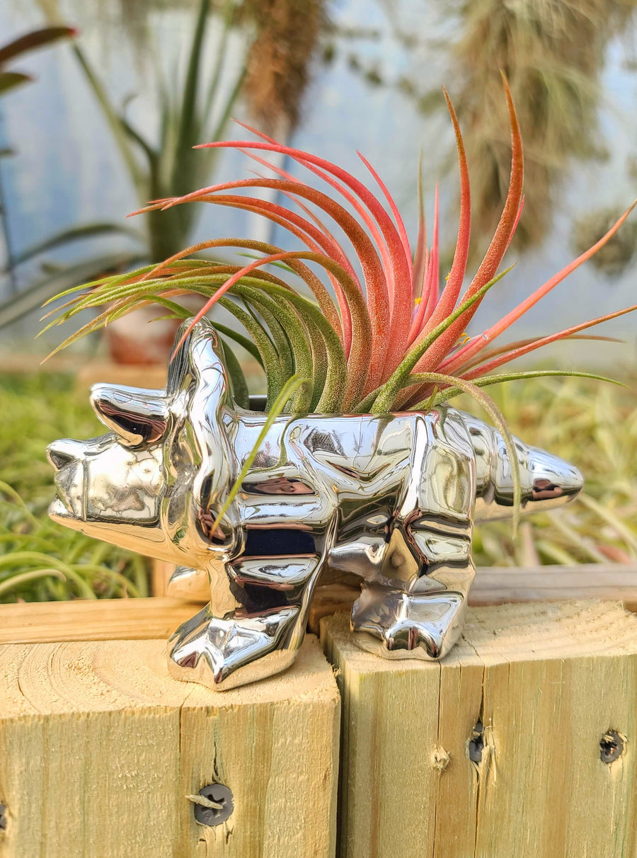 Ceramic Triceratops Holder Chrome with Victoriana Air Plant