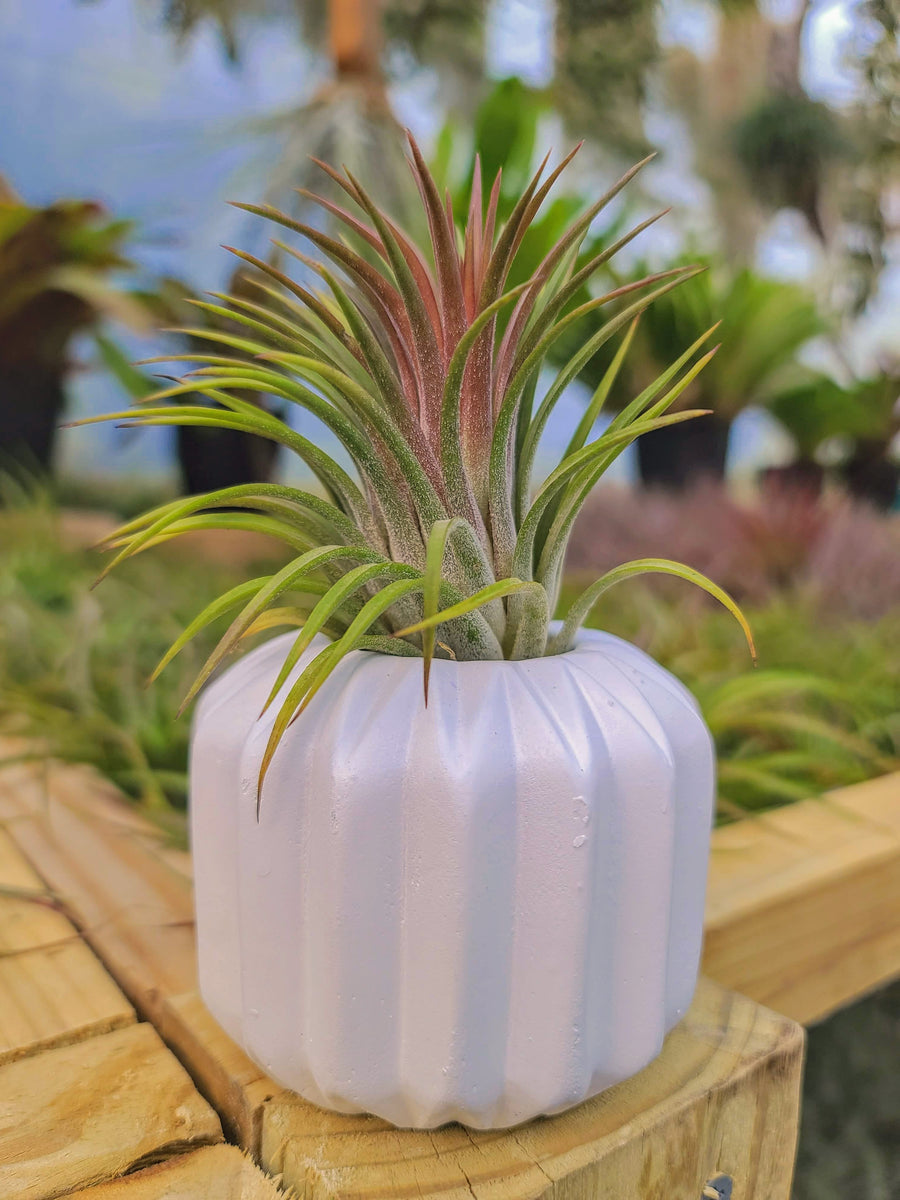 White Concrete Holder with Airplant