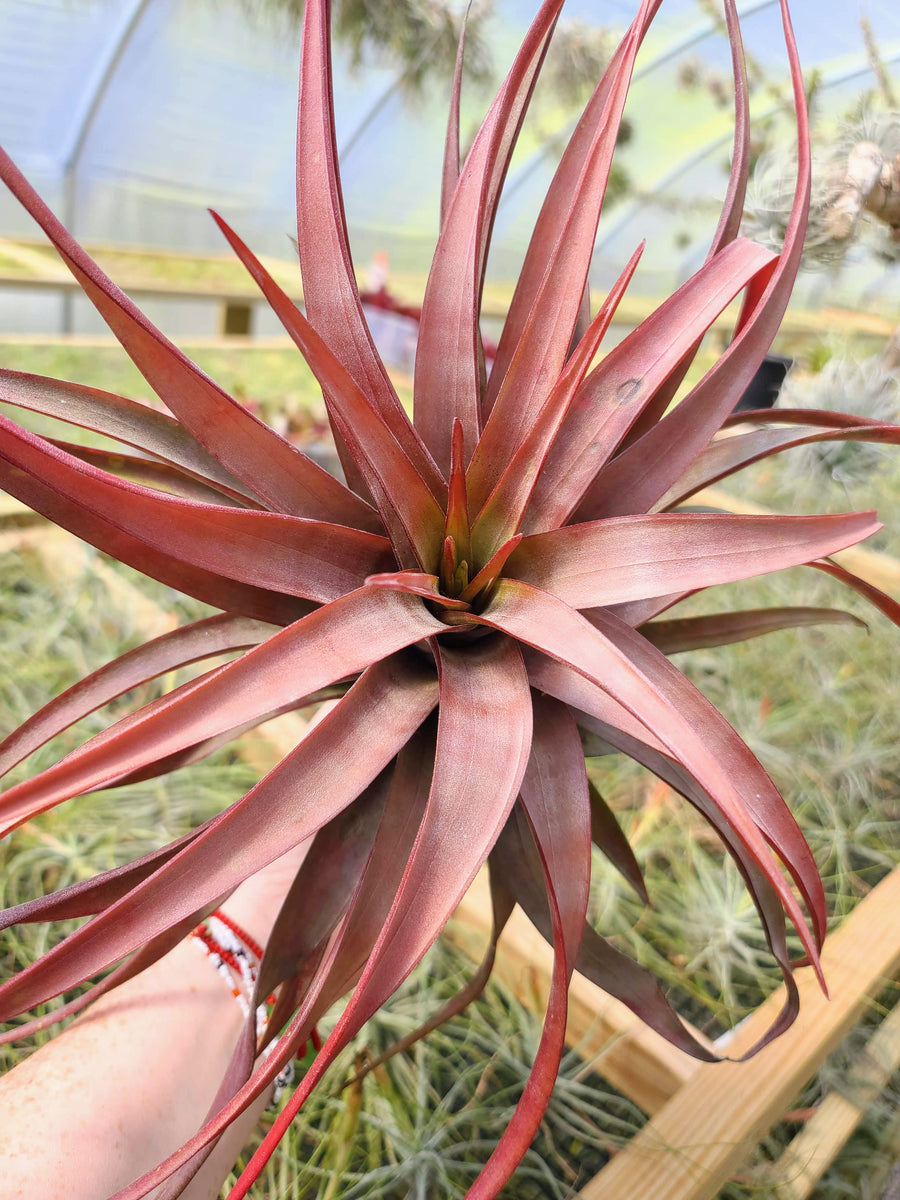 Sellers Choice - Novakki Air Plant