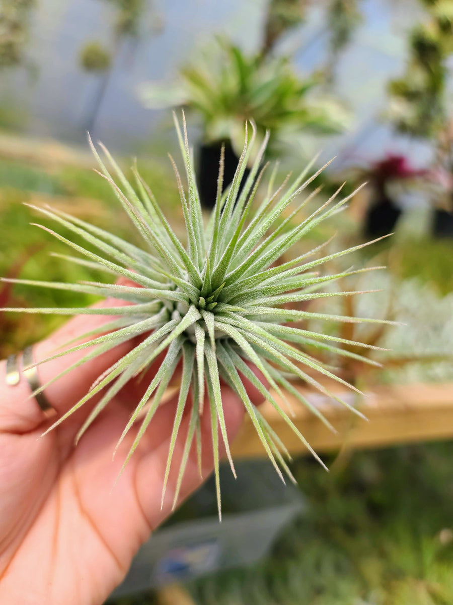 Sellers Choice - Ionantha