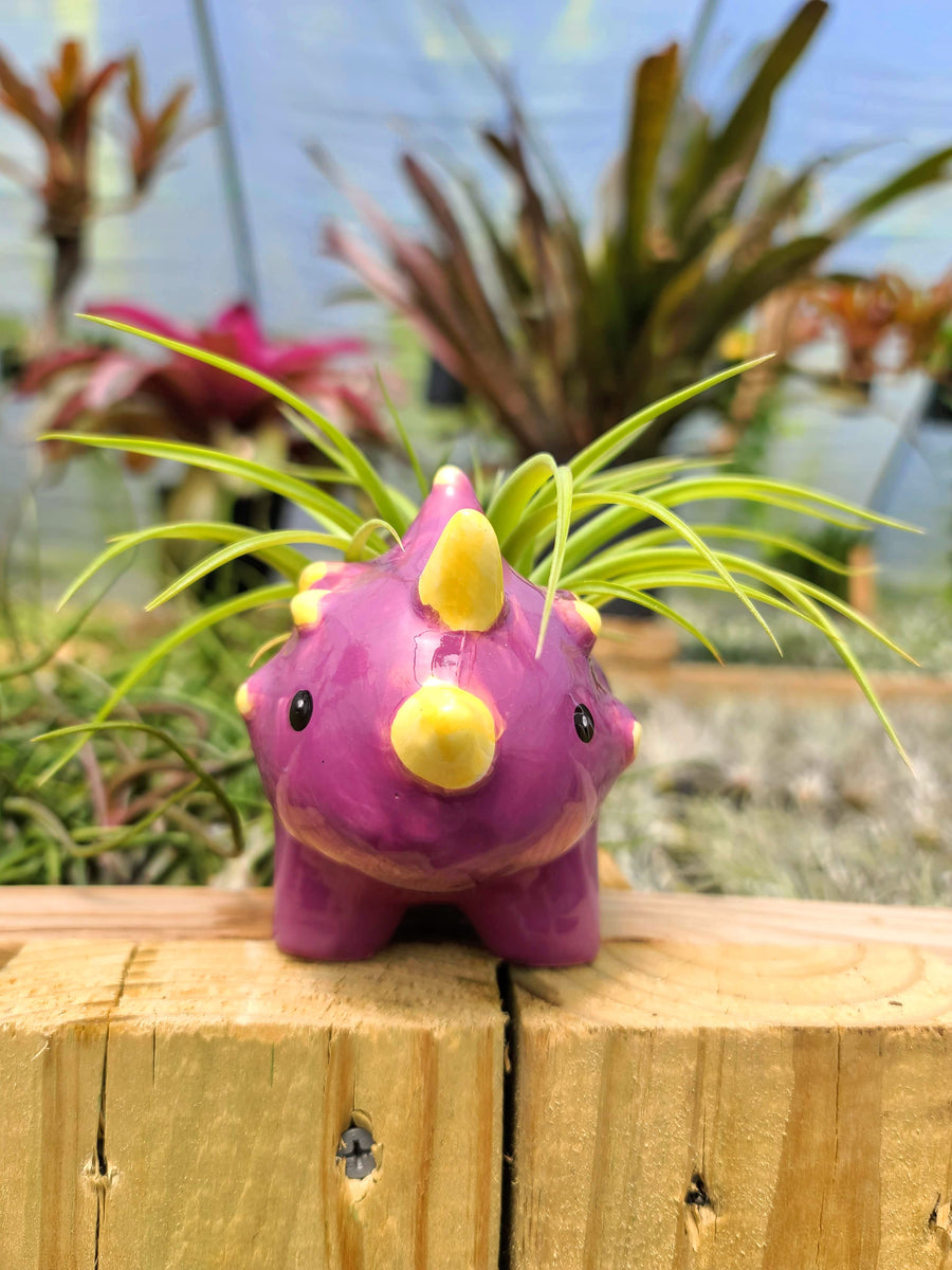 Ceramic Dinosaur Holder with Brachycaulos Air Plant