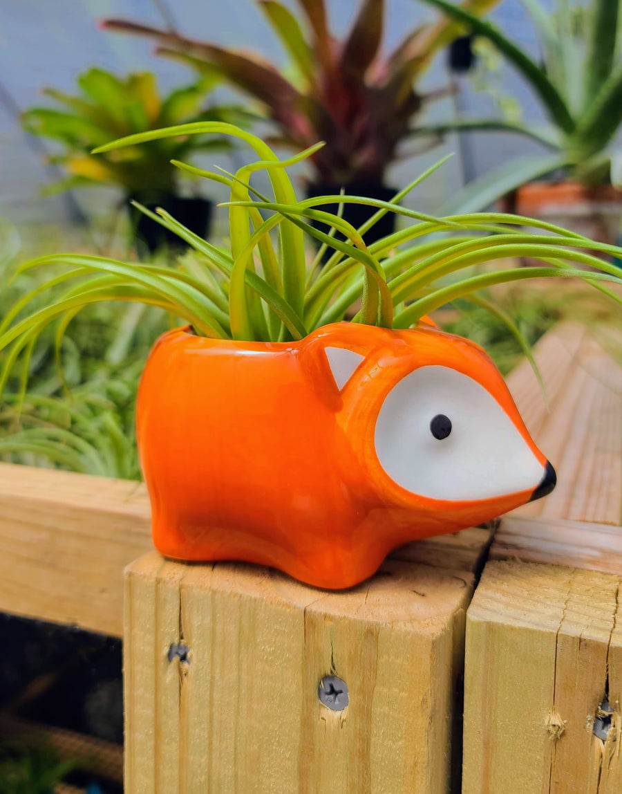 Ceramic Fox Holder with Brachycaulos Air Plant