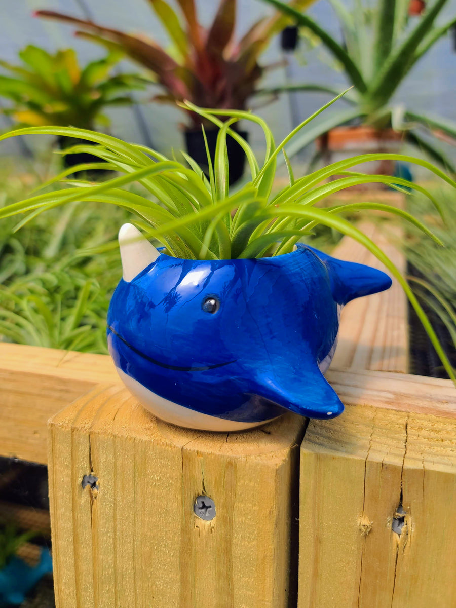 Ceramic Narwhal Holder with Brachycaulos Air Plant