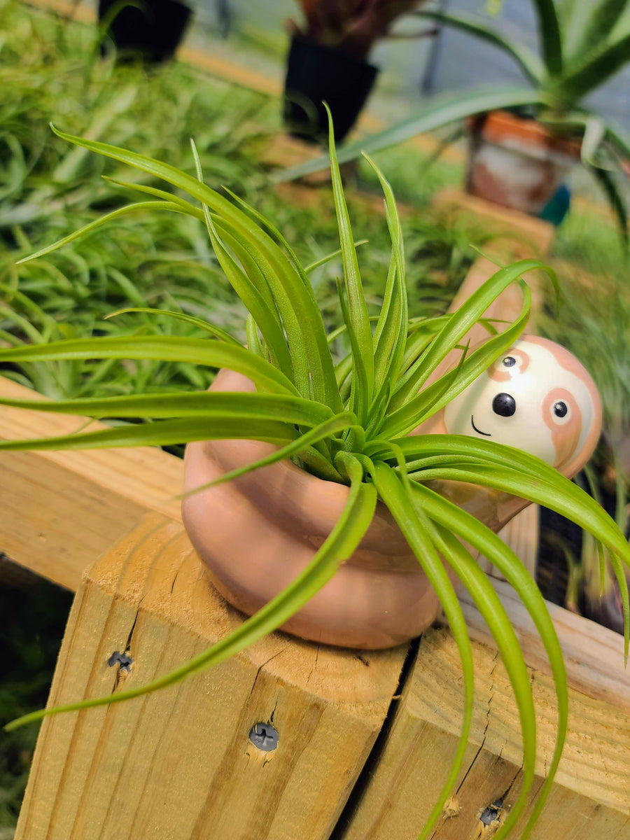 Ceramic Sloth Holder with Brachycaulos Air Plant