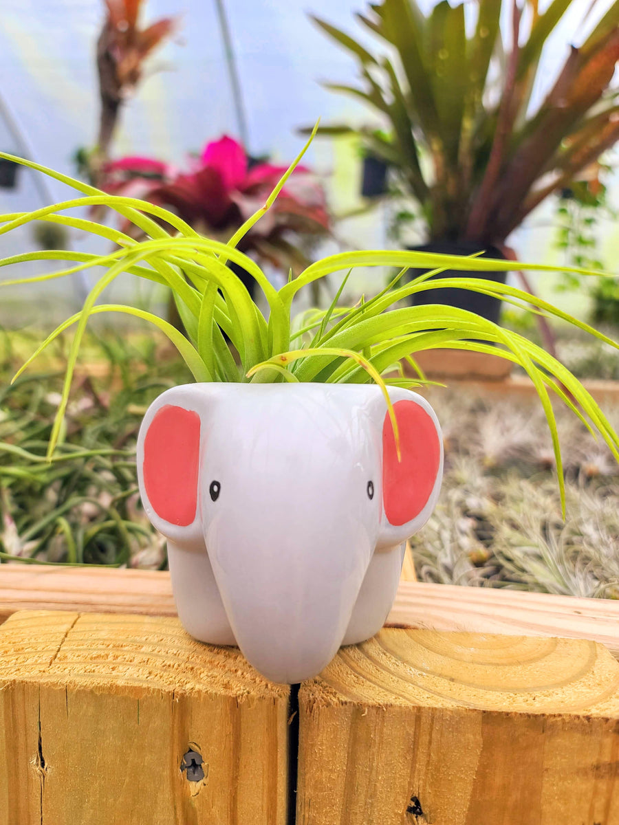 Ceramic Elephant Holder with Brachycaulos Air Plant