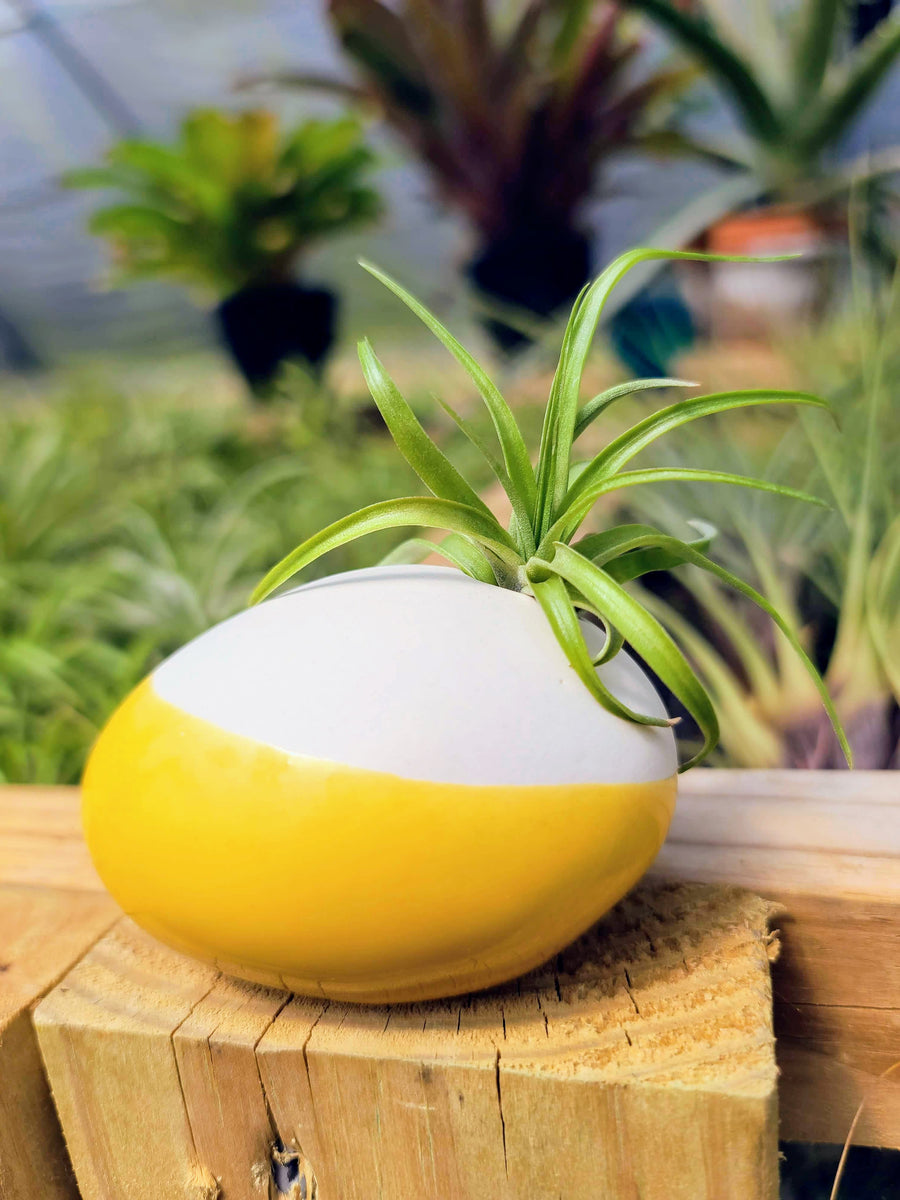 Ceramic Holder with Brachycaulos Select Air Plant