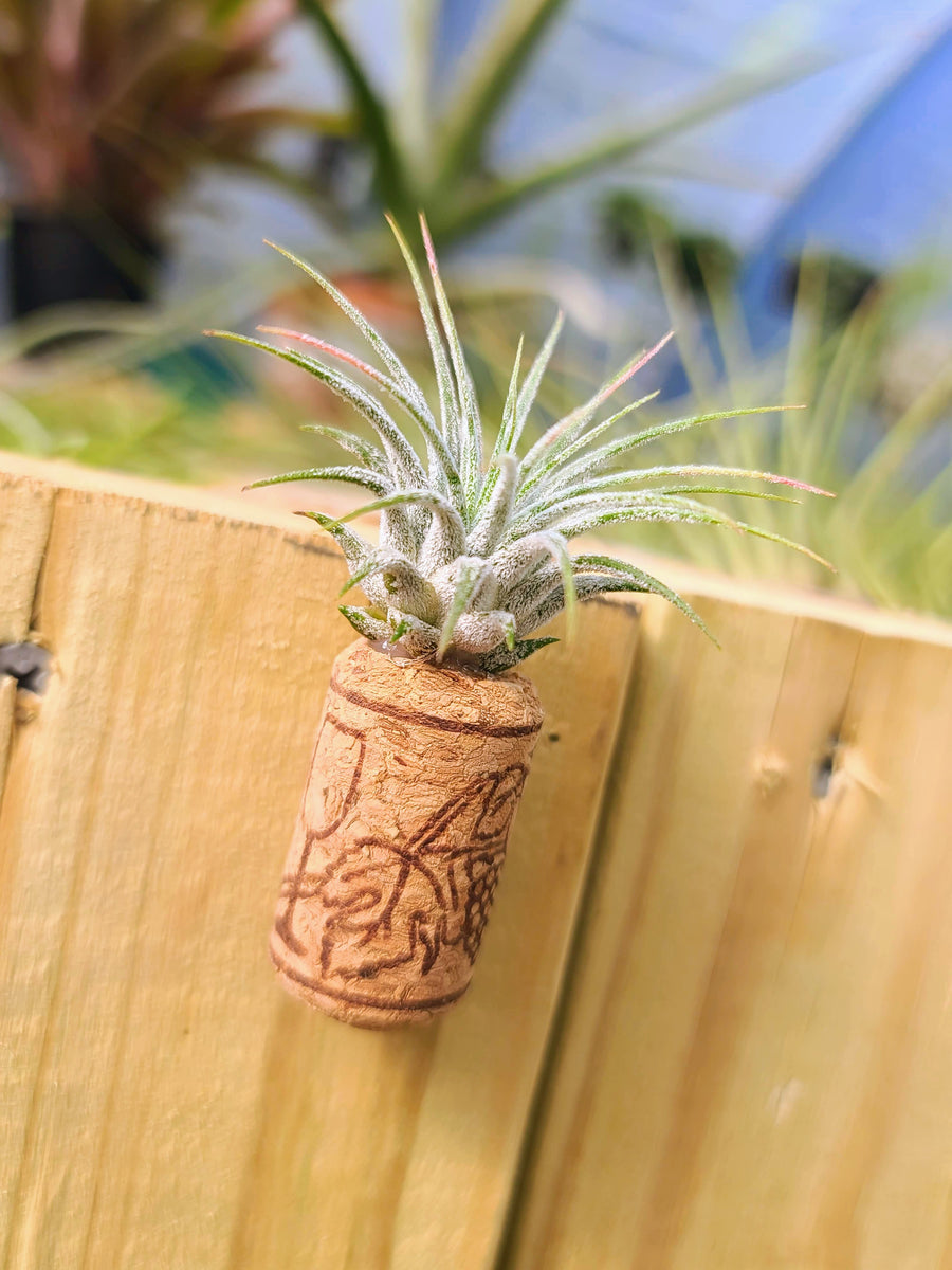 1 Magnetic Wine Cork + 1 Air Plant