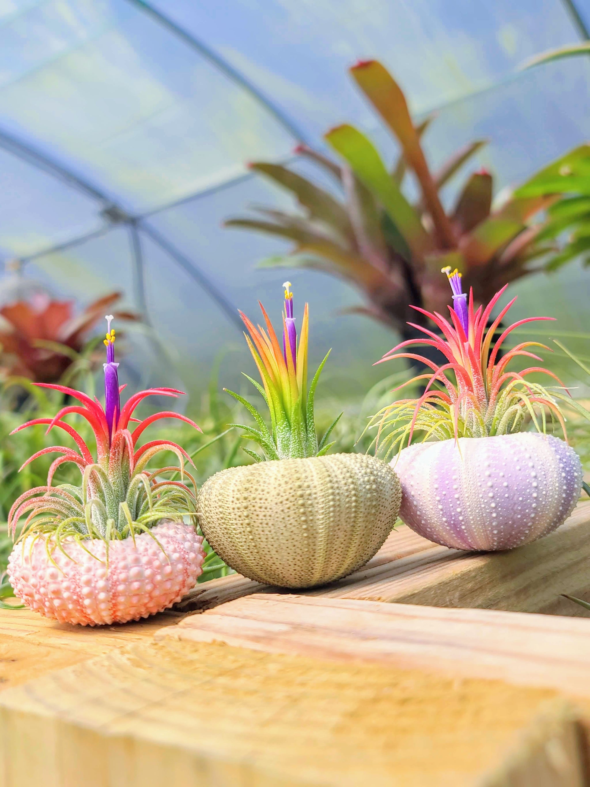 Urchin Air Plant Holder Trio with Plants