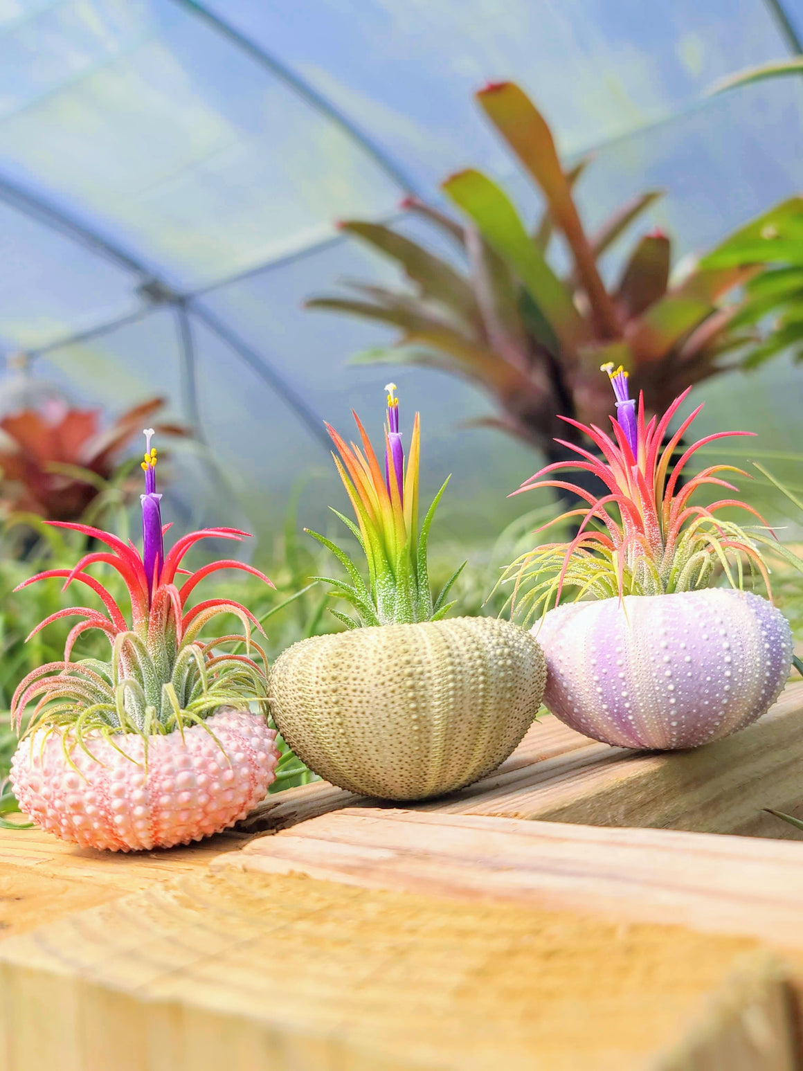 Urchin Air Plant Holder Trio with Plants
