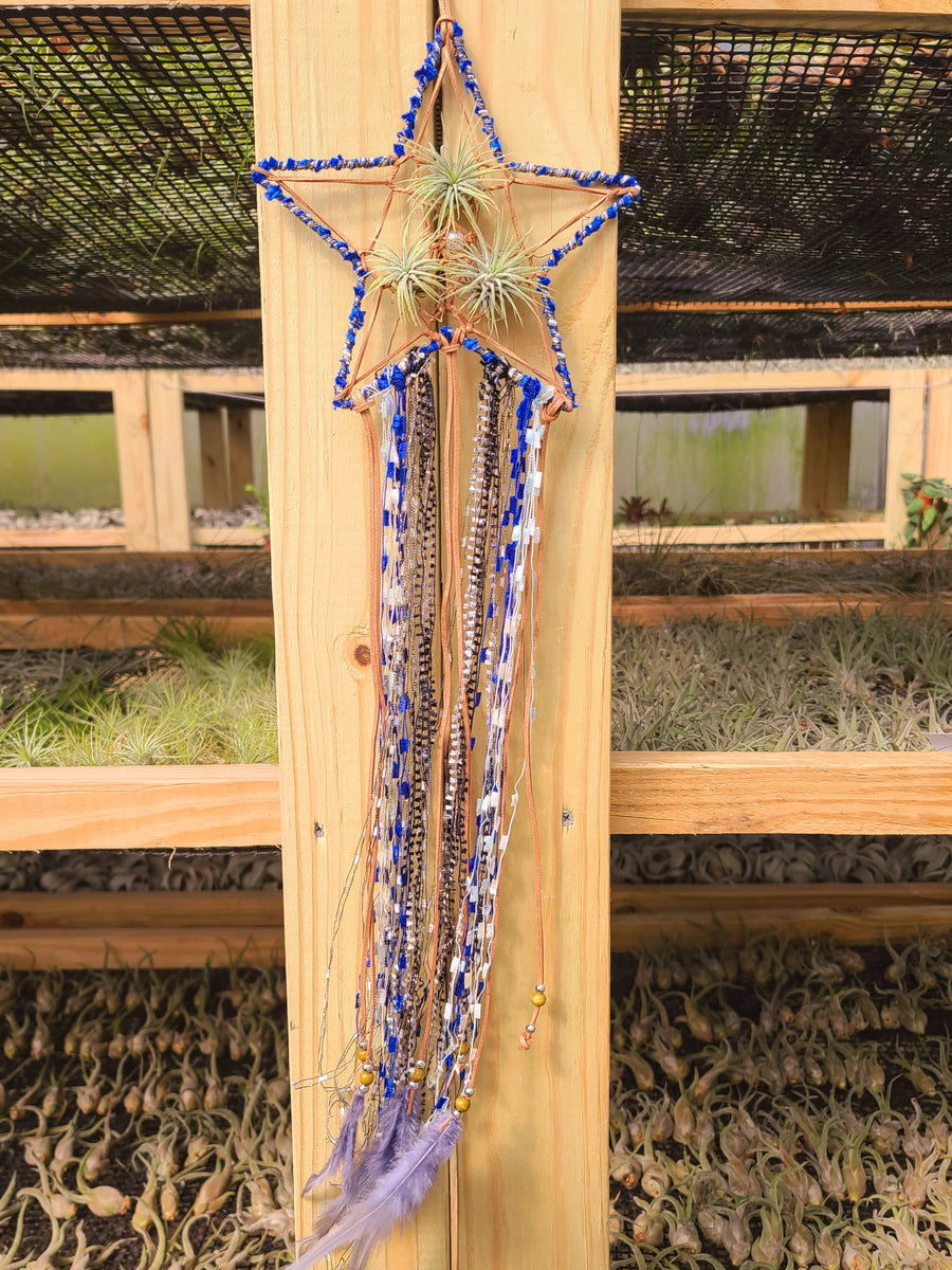 Star Dreamcatcher with 3 Ionantha Air Plants
