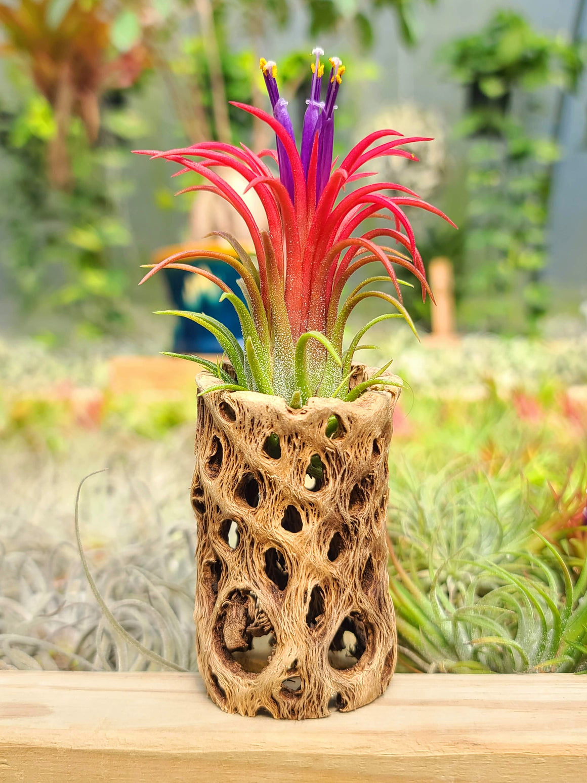 Cholla Wood Holder w/ Fuego