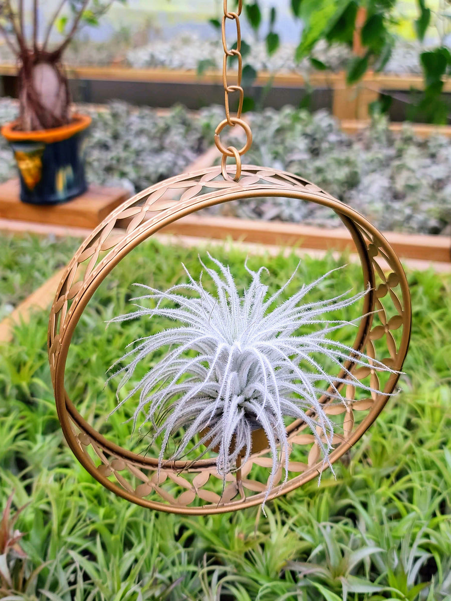 Goddess Ring Holder with Tectorum Air Plant