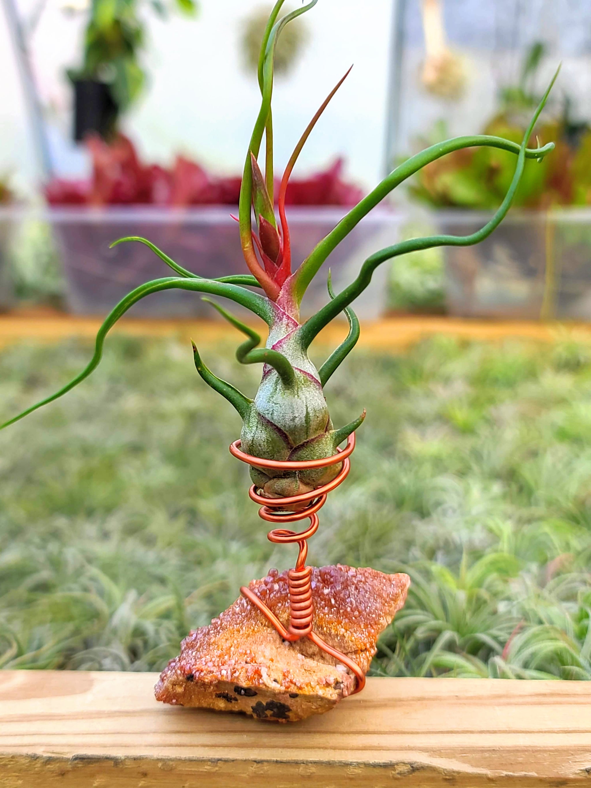 WYSIWYG Vanadinite Air Plant Holder with Bulbosa