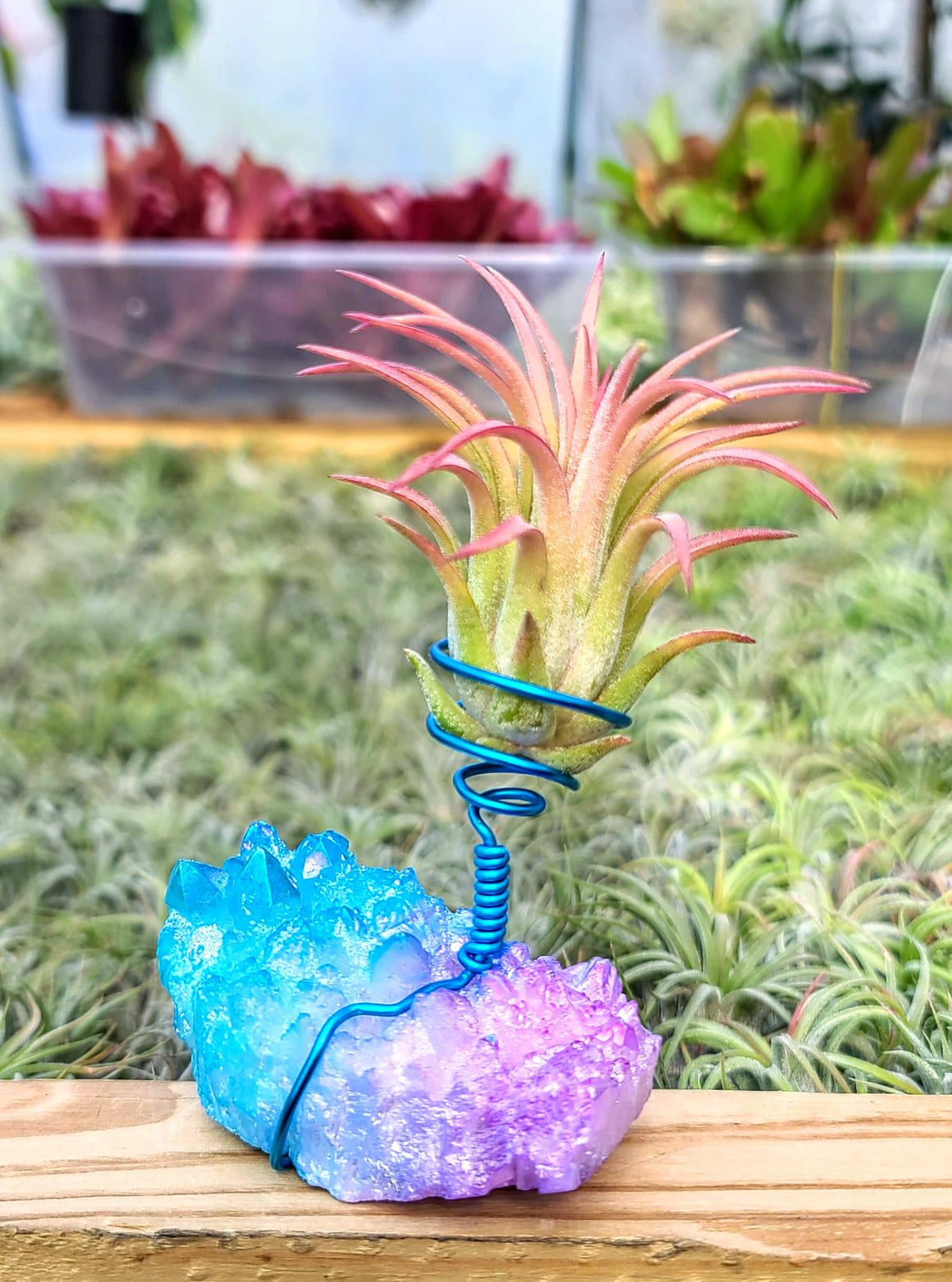 WYSIWYG Aura Quartz Cluster Air Plant Holder with Rubra