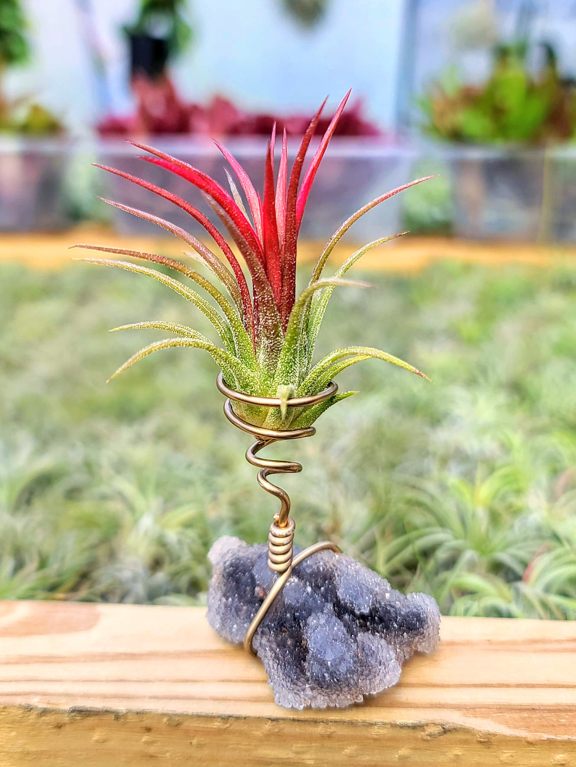 WYSIWYG Sphalerite Air Plant Holder with Fuego
