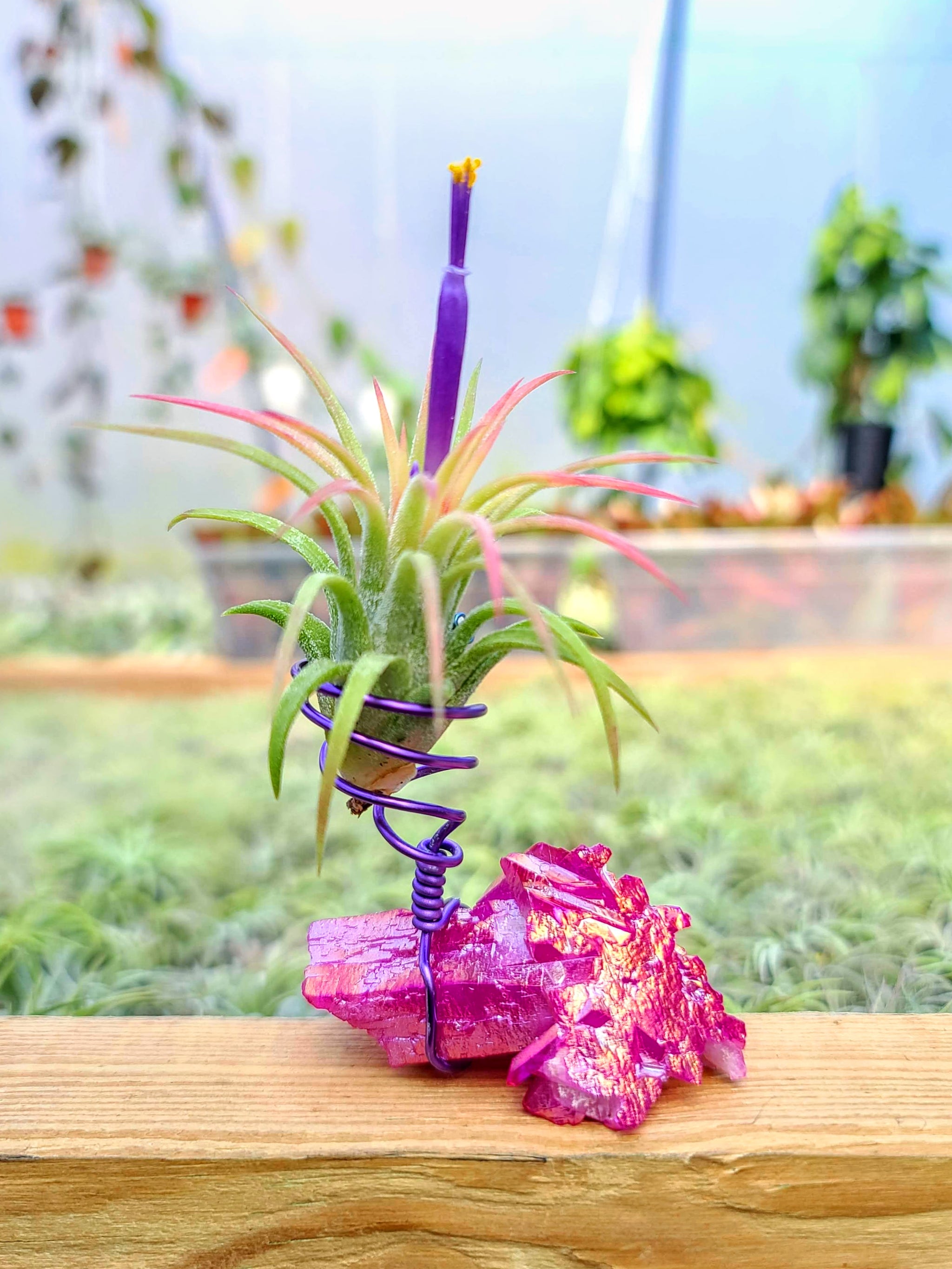 WYSIWYG Pink Aura Quartz Cluster Air Plant Holder with Ionantha Mexican