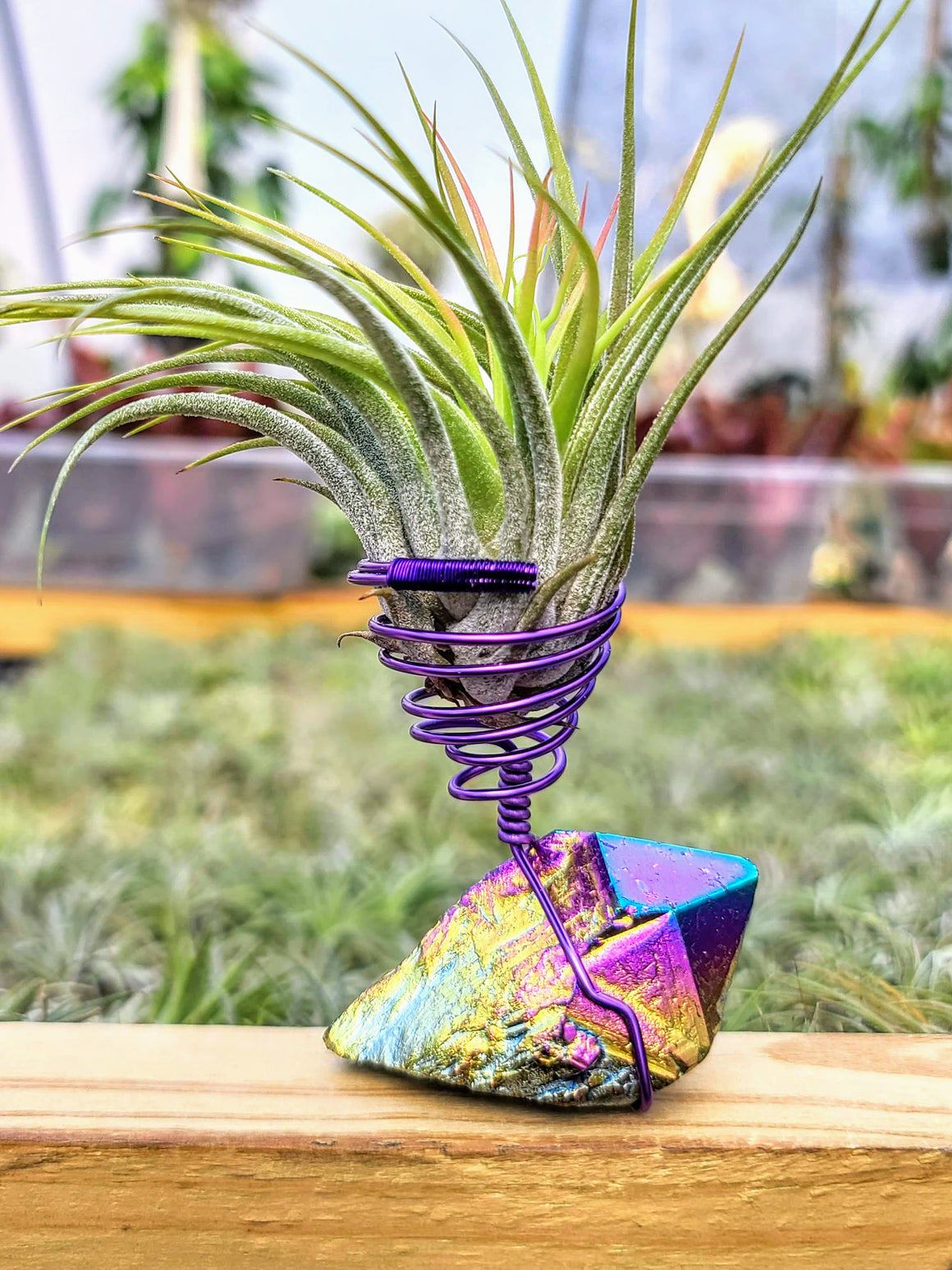 WYSIWYG Rainbow Aura Quartz Air Plant Holder with Scaposa
