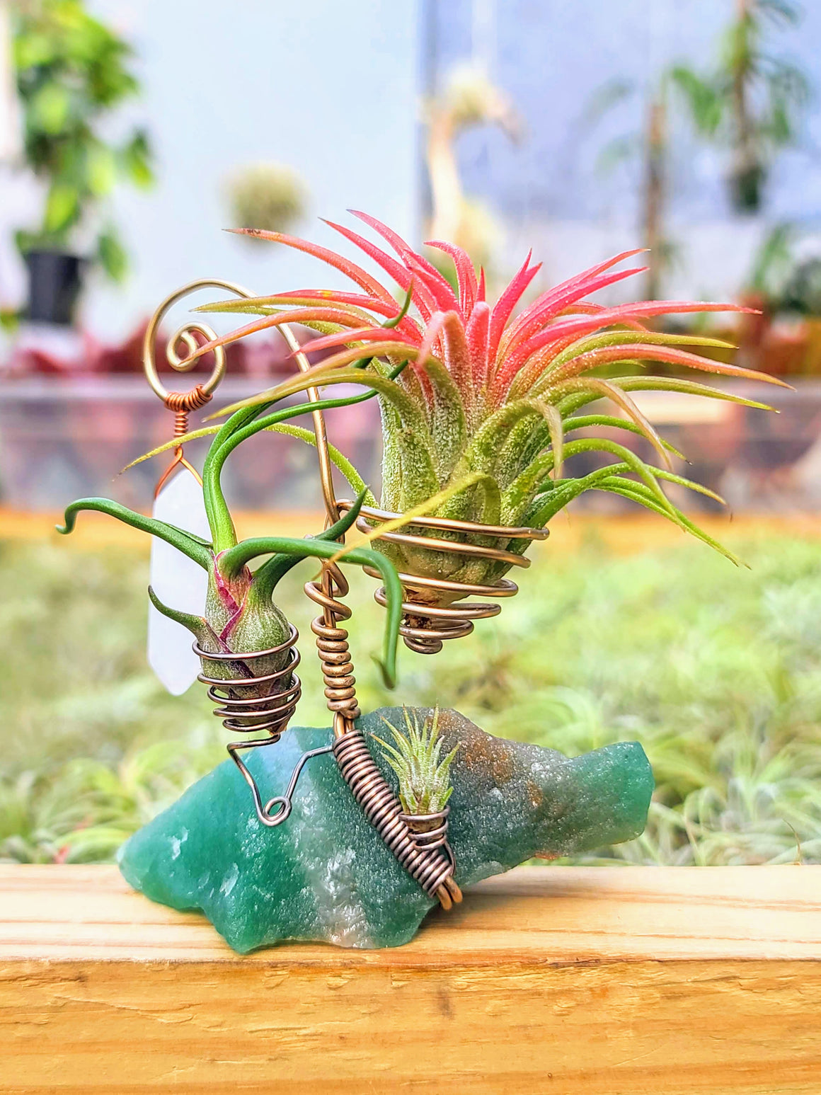 WYSIWYG Fluorite Air Plant Holder with Three Air Plants