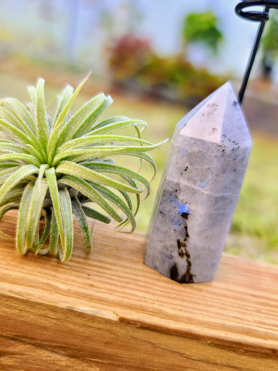 WYSIWYG Moonstone Tower Air Plant Holder with Curly Rubra