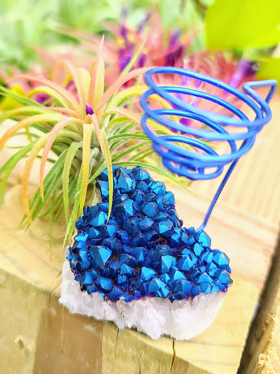 WYSIWYG Blue Aura Quartz Cluster Heart Air Plant Holder with Ionantha Mexican