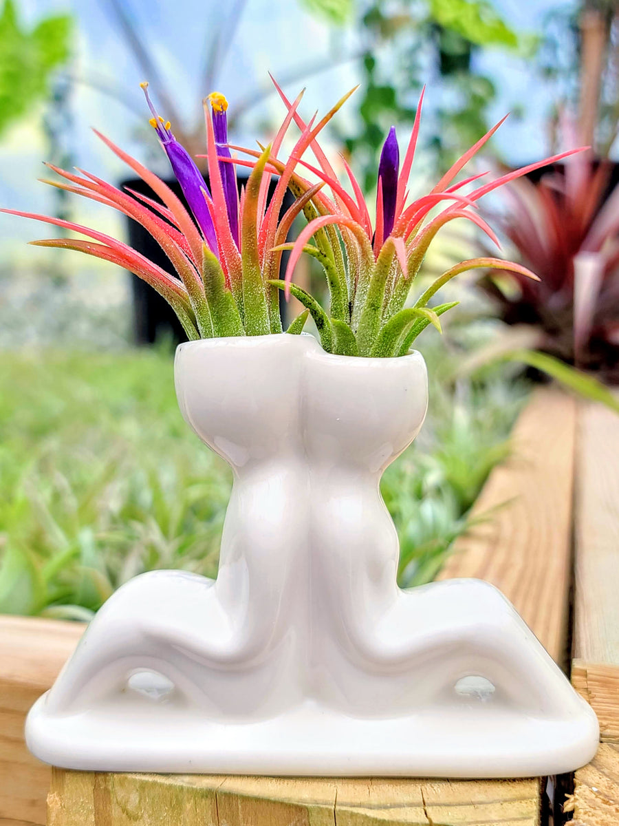 Ceramic People Air Plant Holder w/ Ionantha Mexican