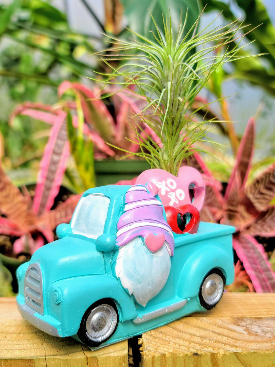 Blue Valentines Gnome Truck
