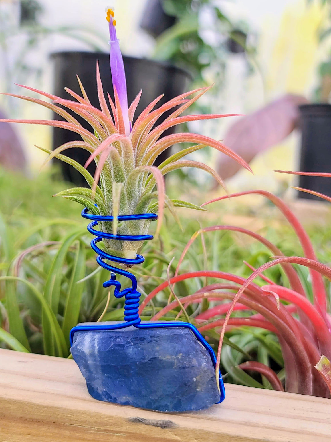 WYSIWYG Blue Fluorite Air Plant Holder with Ionantha Mexican