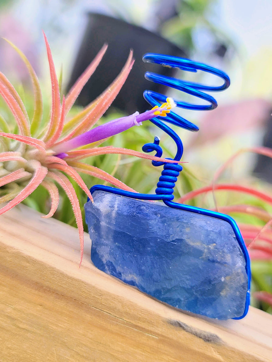 WYSIWYG Blue Fluorite Air Plant Holder with Ionantha Mexican