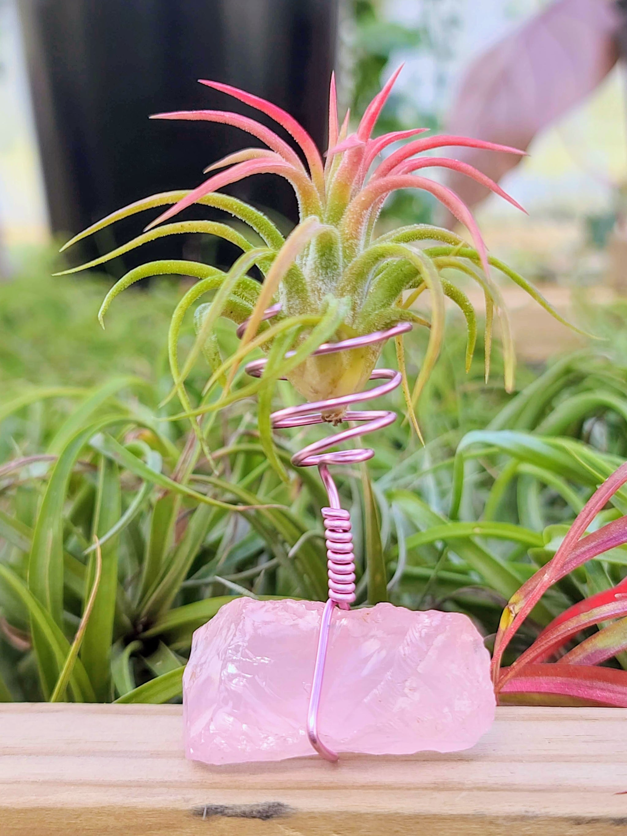 WYSIWYG Rose Quartz Air Plant Holder with Ionantha Mexican