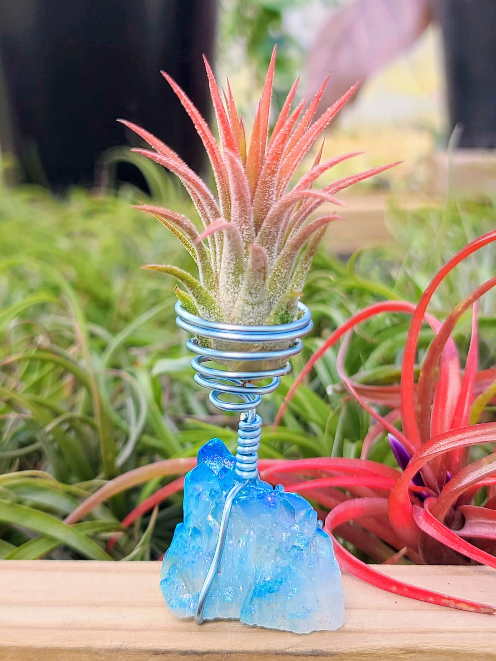 WYSIWYG Blue Aura Quartz Cluster Air Plant Holder with Ionantha Mexican