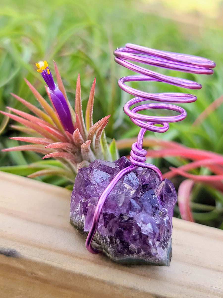 WYSIWYG Amethyst Cluster Air Plant Holder with Ionantha Mexican