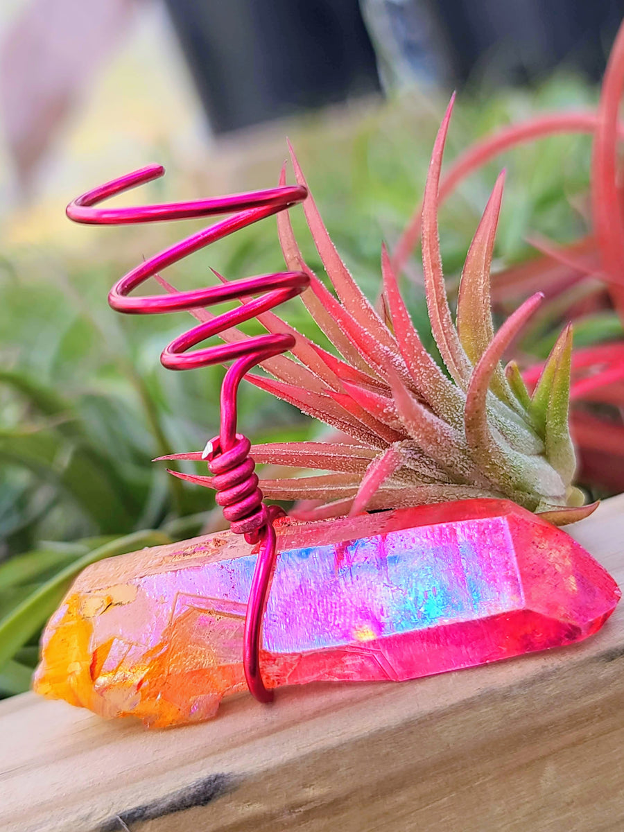 WYSIWYG Sunburst Pink Aura Quartz Point Air Plant Holder with Ionantha Mexican