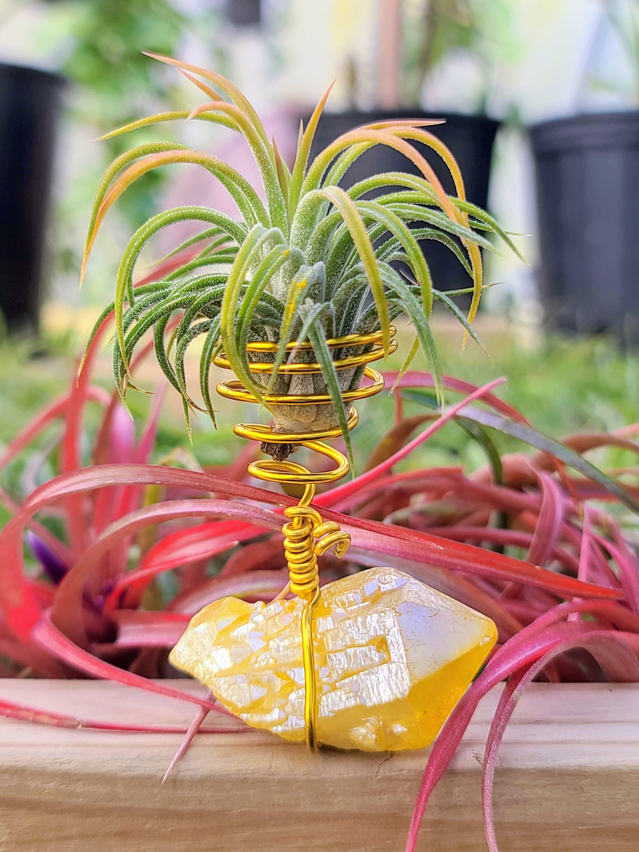 WYSIWYG Yellow Aura Quartz Cluster Air Plant Holder with Ionantha Mexican