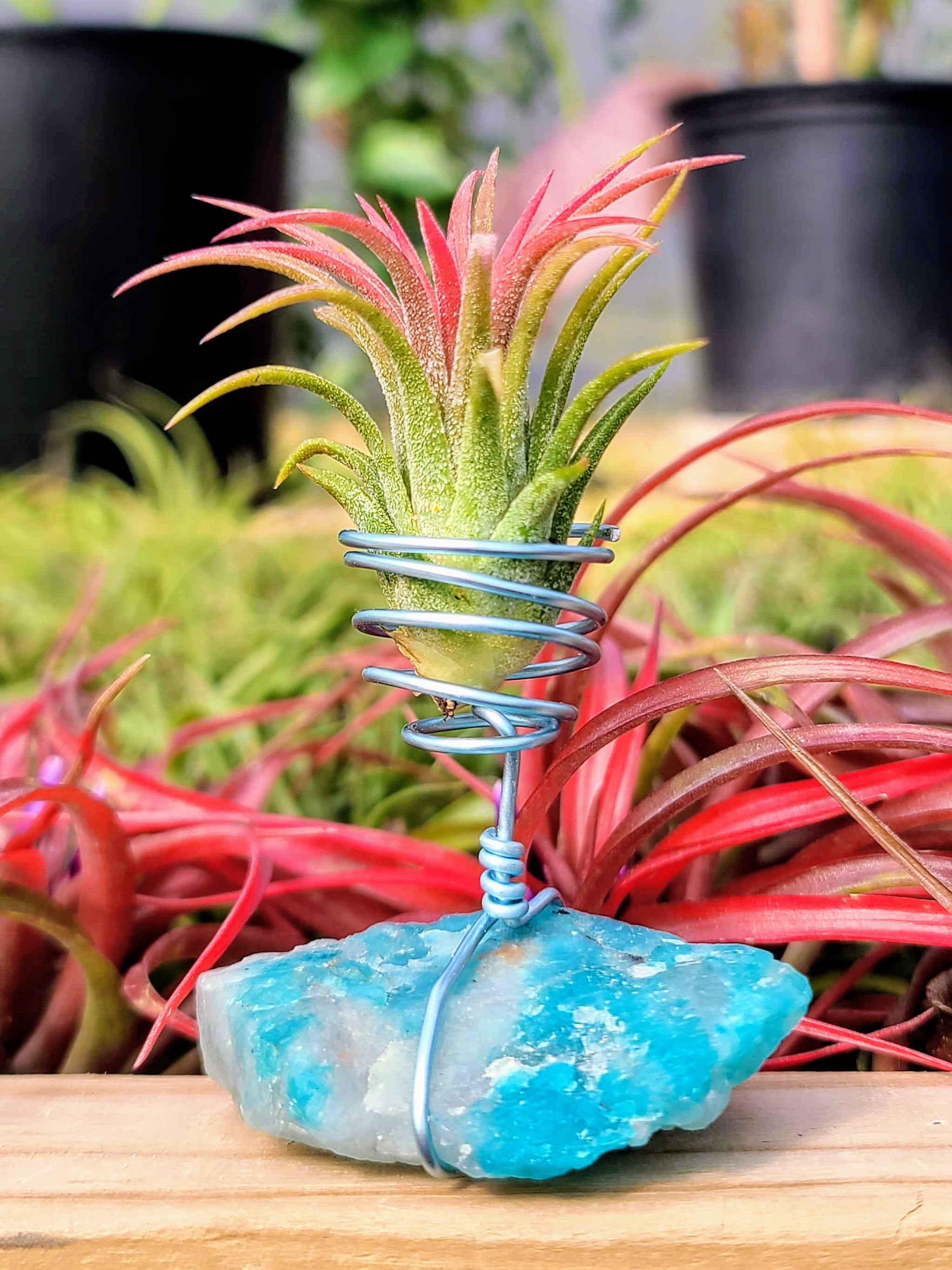WYSIWYG Raw Amazontite Air Plant Holder with Ionantha Mexican