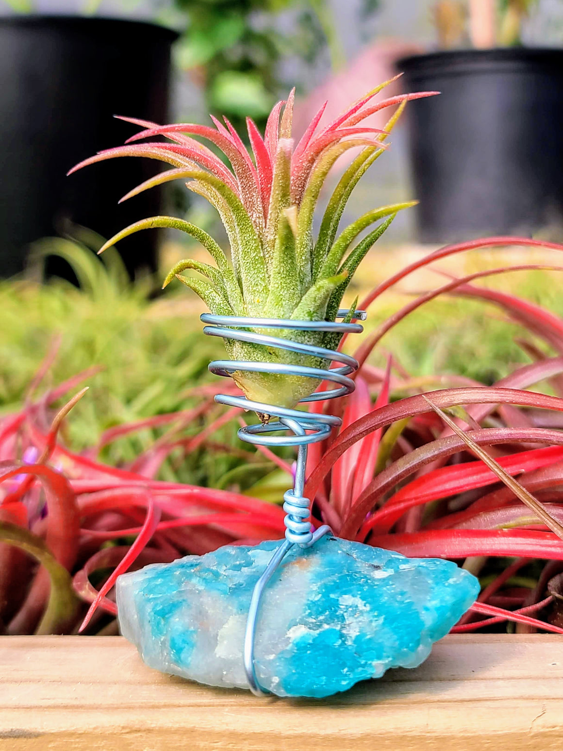 WYSIWYG Raw Amazontite Air Plant Holder with Ionantha Mexican