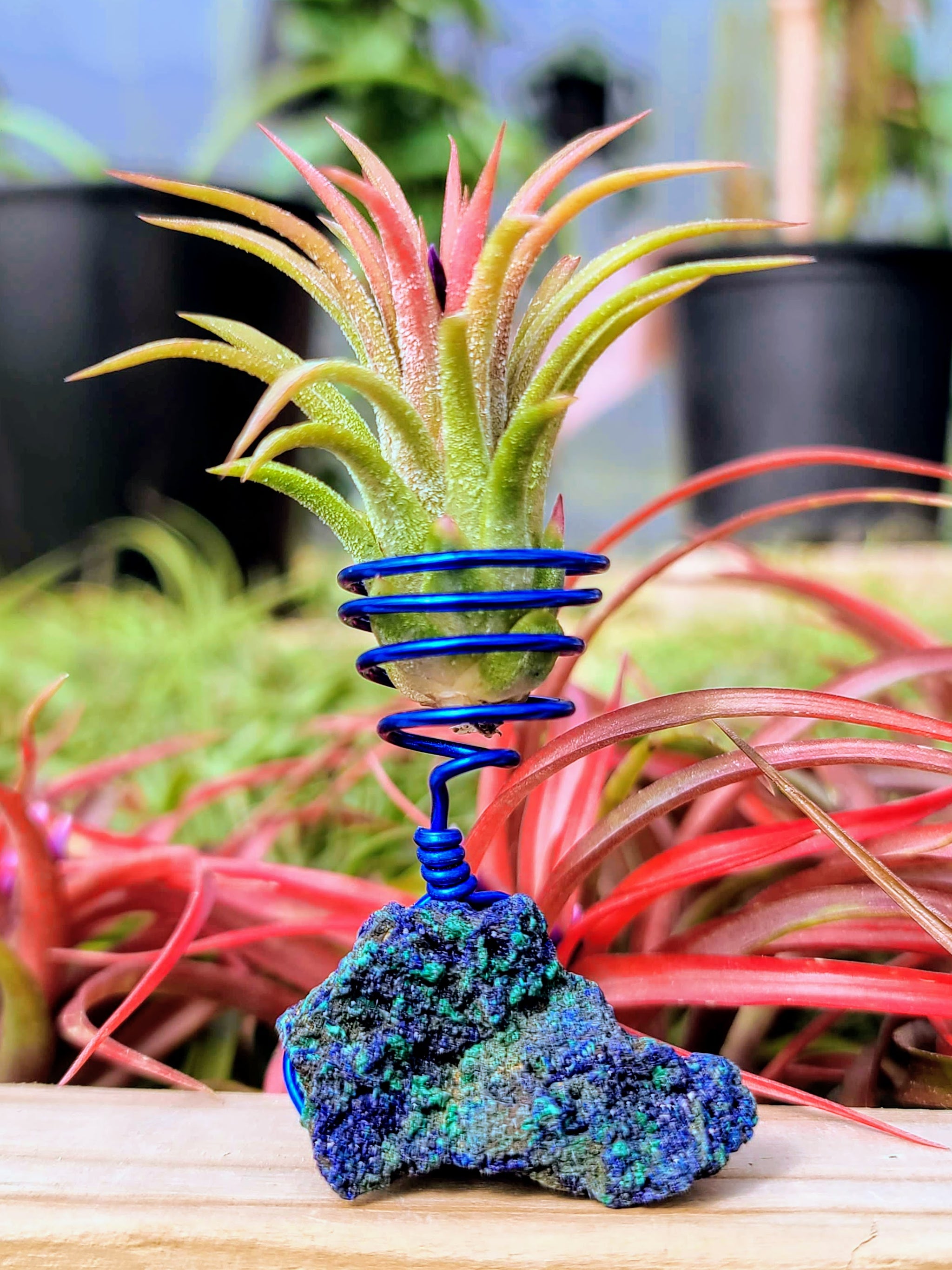 WYSIWYG Azurite w/ Malachite Air Plant Holder with Ionantha Mexican
