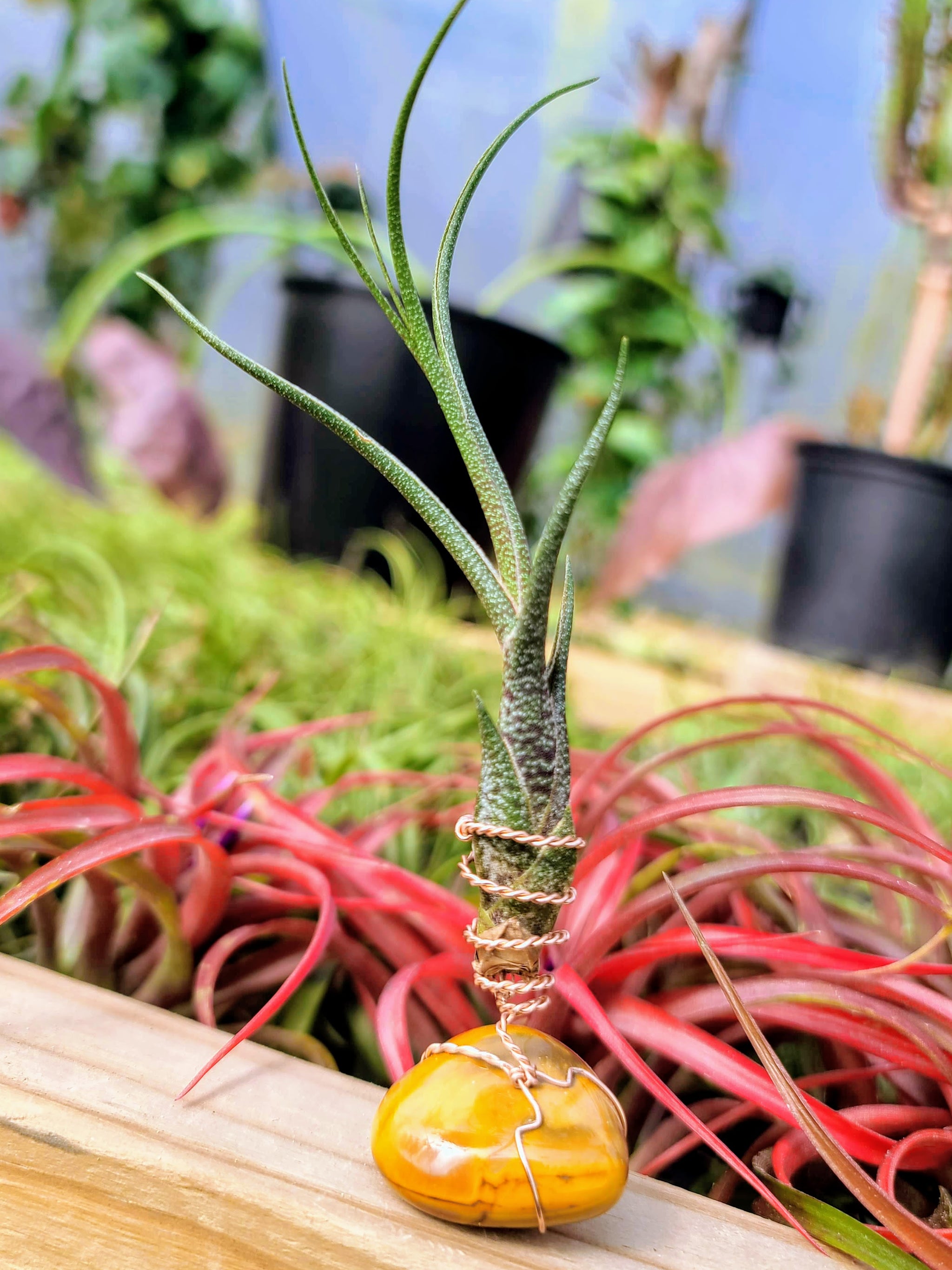 WYSIWYG Yellow Jasper Air Plant Holder with Butzii