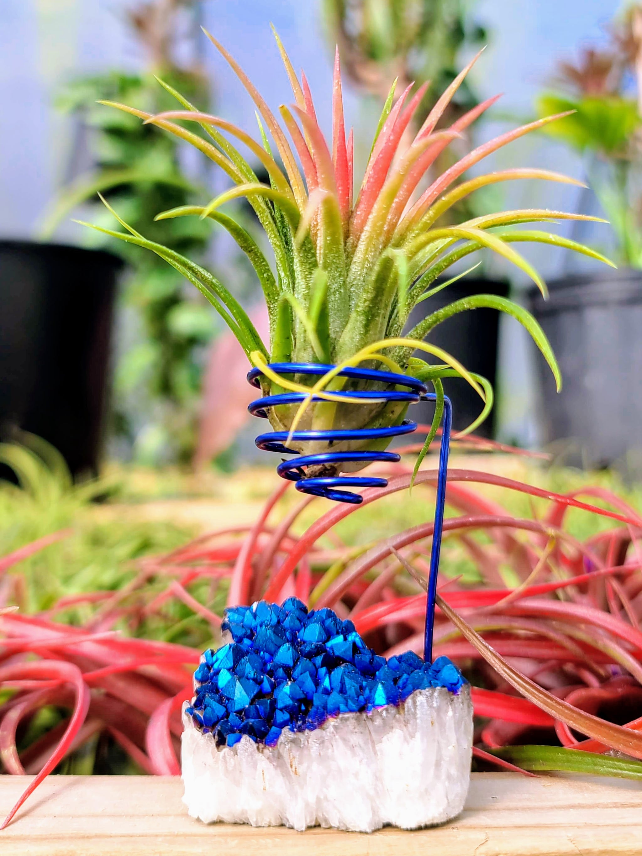 WYSIWYG Blue Aura Quartz Cluster Heart Air Plant Holder with Ionantha Mexican