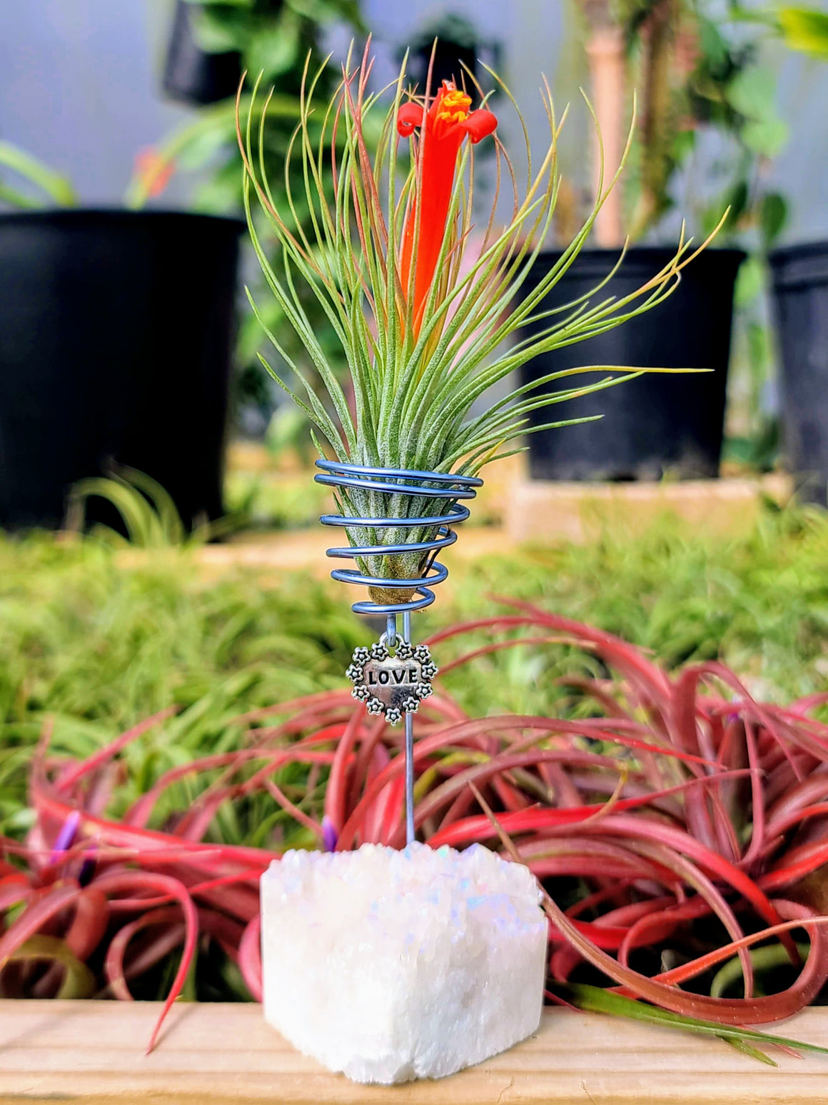 WYSIWYG Aura Quartz Cluster Heart Air Plant Holder with Andreana