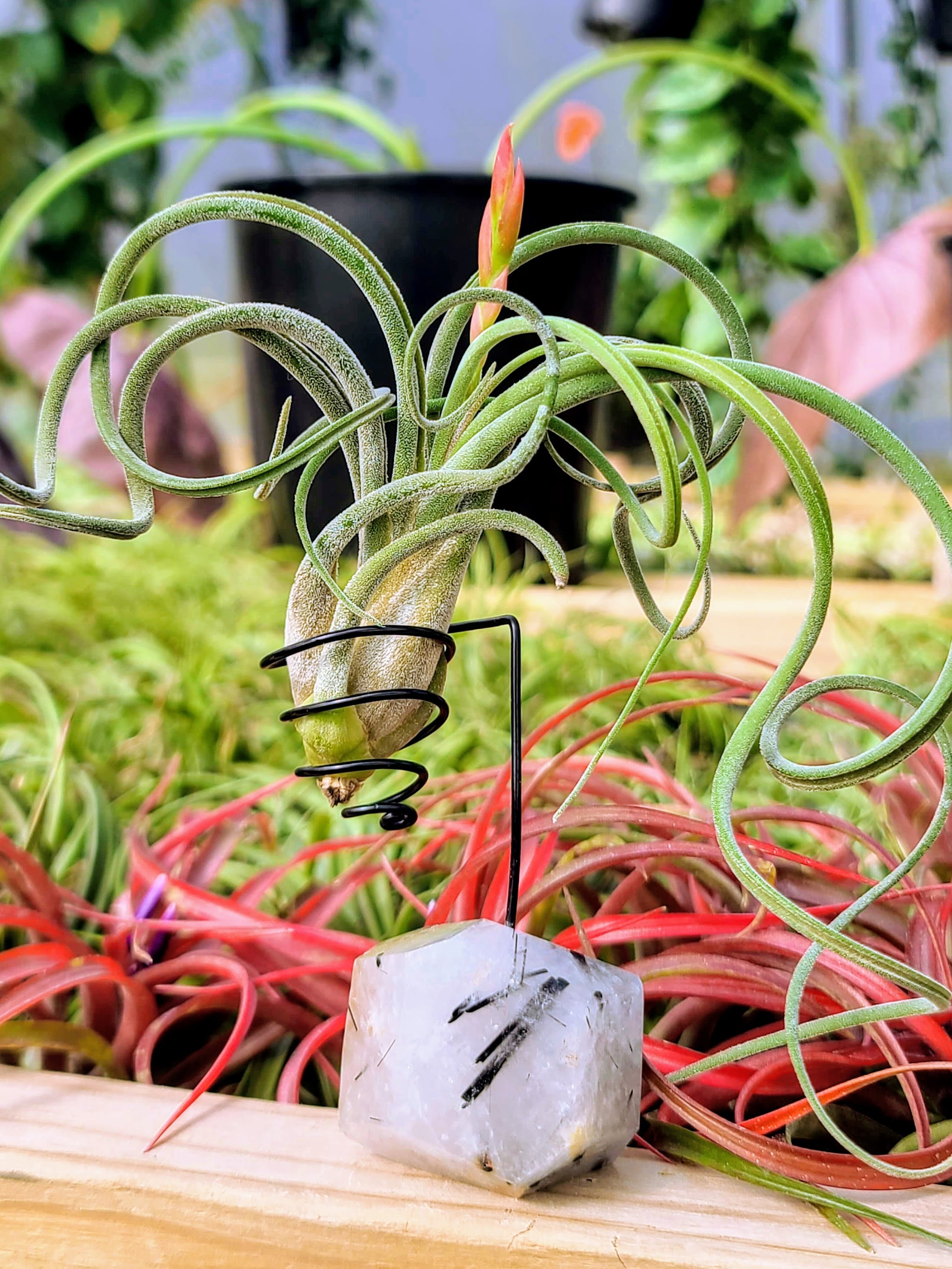 WYSIWYG Black Tourmaline Freeform Air Plant Holder with Caput Medusae