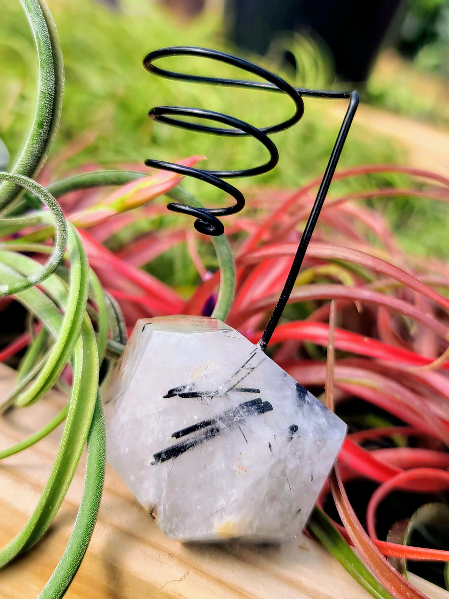 WYSIWYG Black Tourmalinated Quartz Air Plant Holder with Caput Medusae