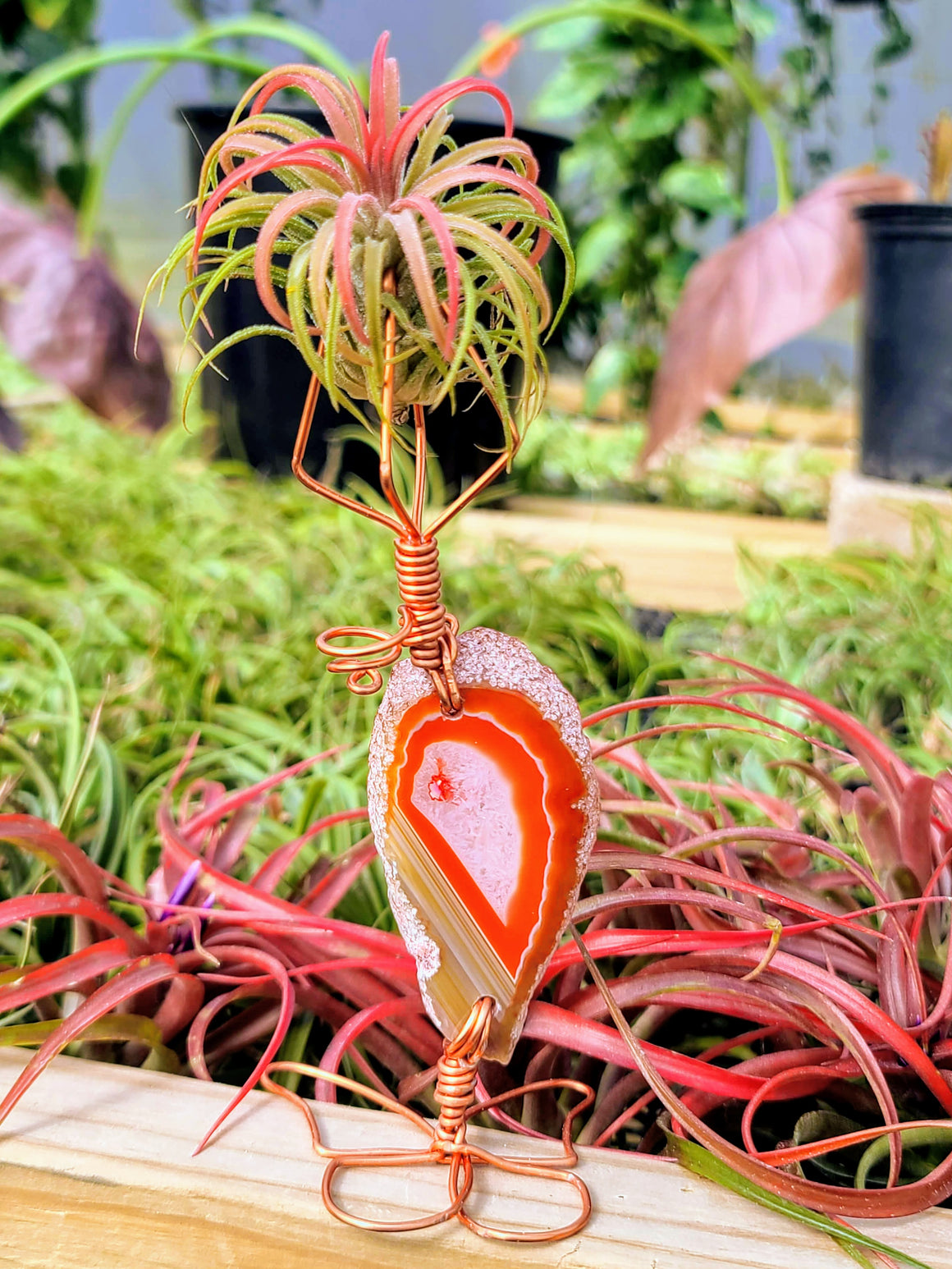 WYSIWYG Agate Crystal Butterfly Air Plant Holder with Ionantha Mexican