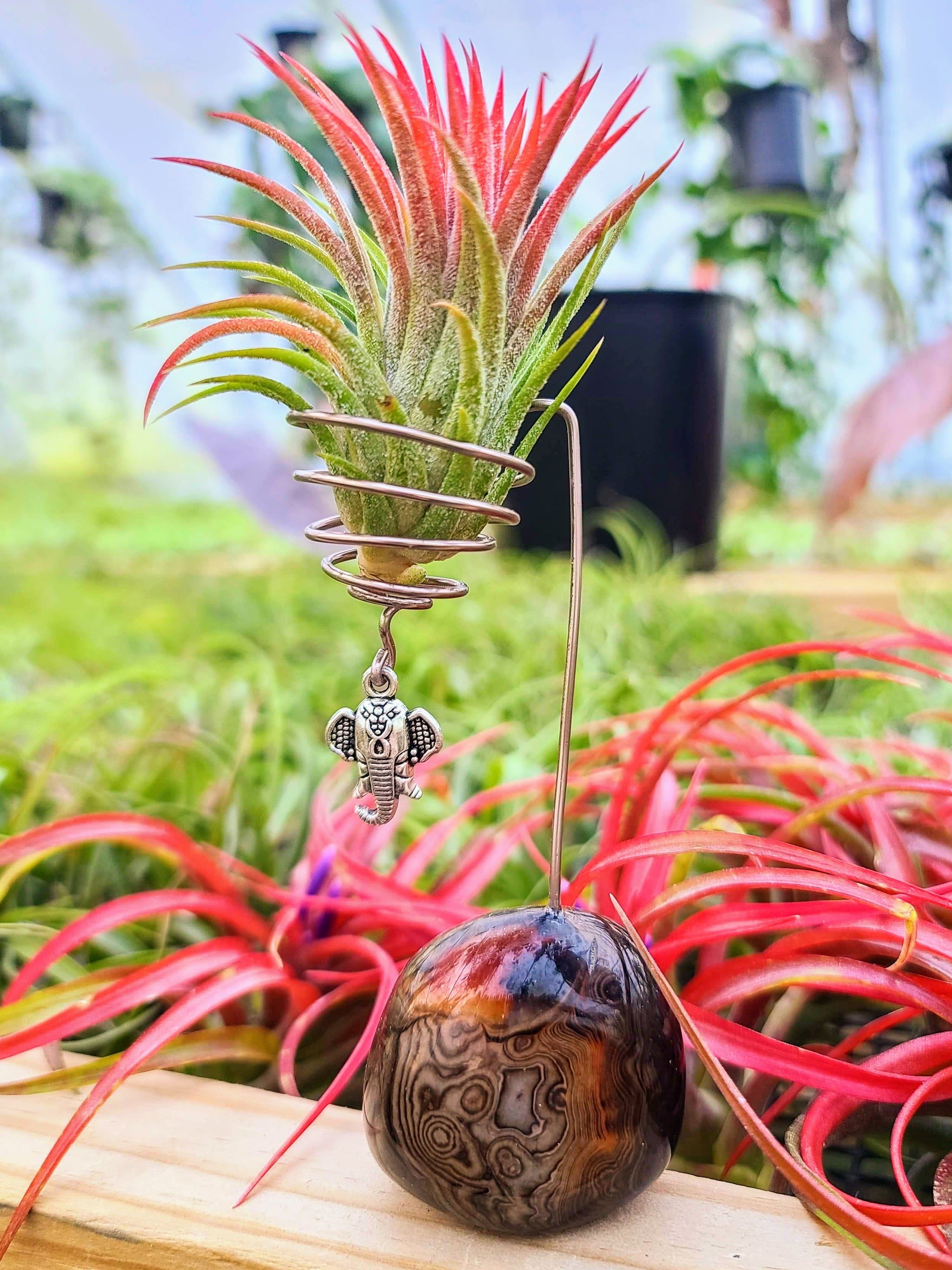 WYSIWYG Sardonyx Crystal Air Plant Holder with Ionantha Mexican