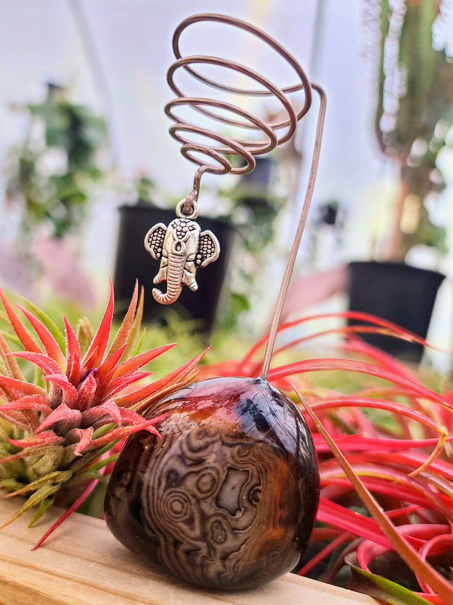 WYSIWYG Sardonyx Crystal Air Plant Holder with Ionantha Mexican