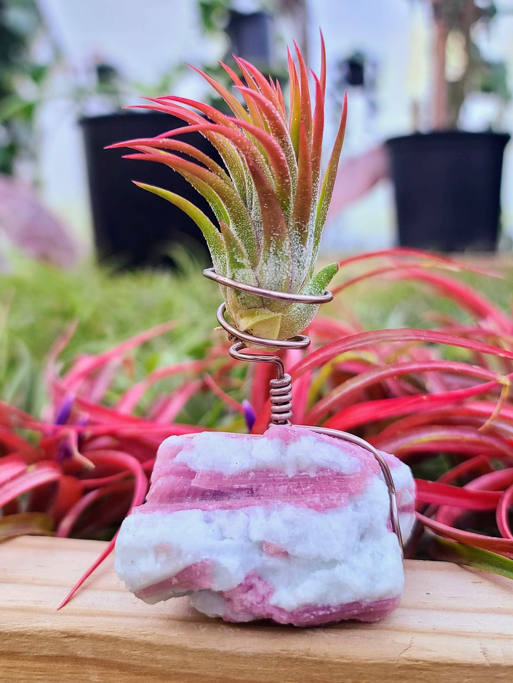 WYSIWYG Pink Tourmaline Air Plant Holder with Ionantha Mexican