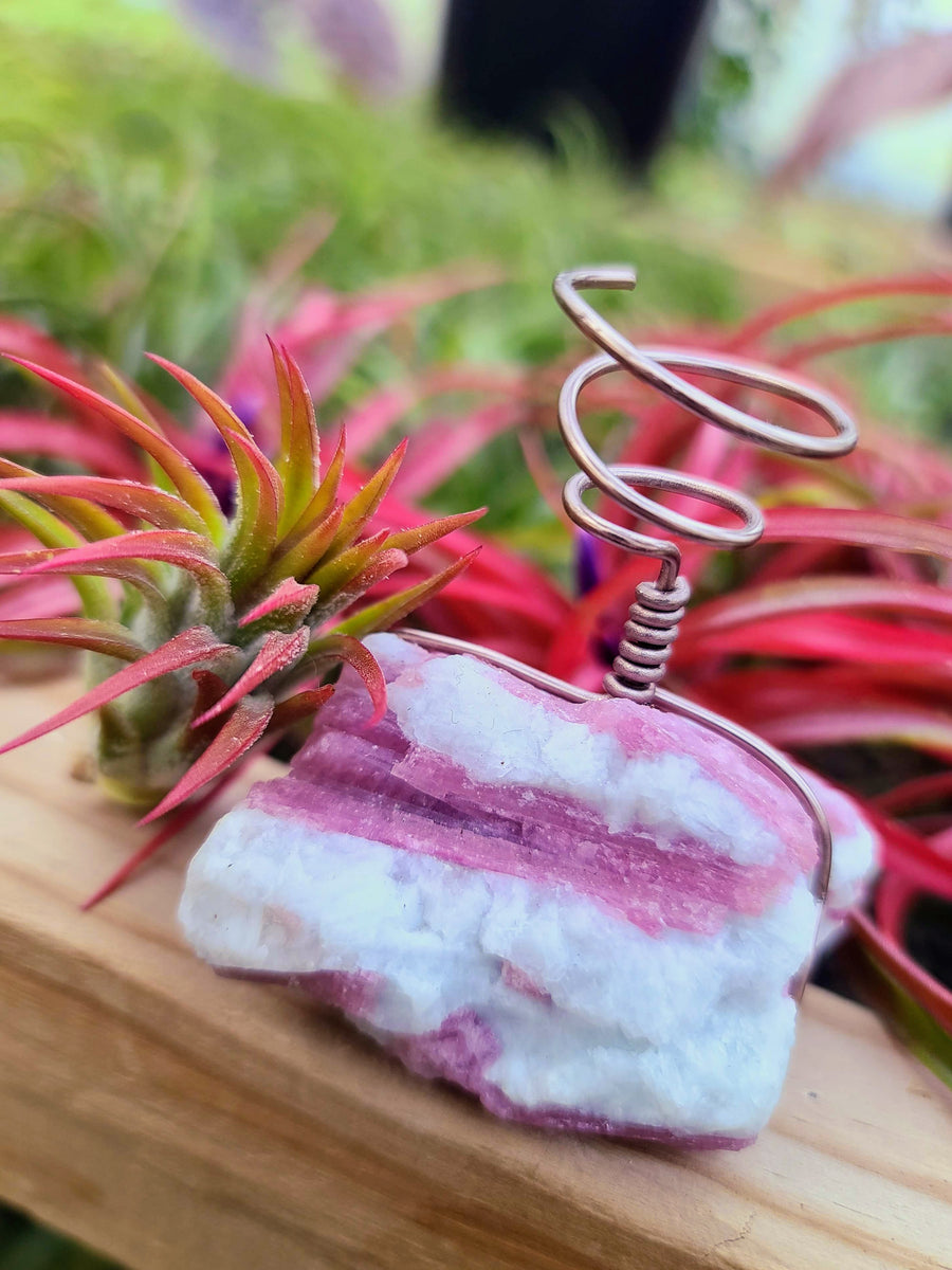 WYSIWYG Pink Tourmaline Air Plant Holder with Ionantha Mexican