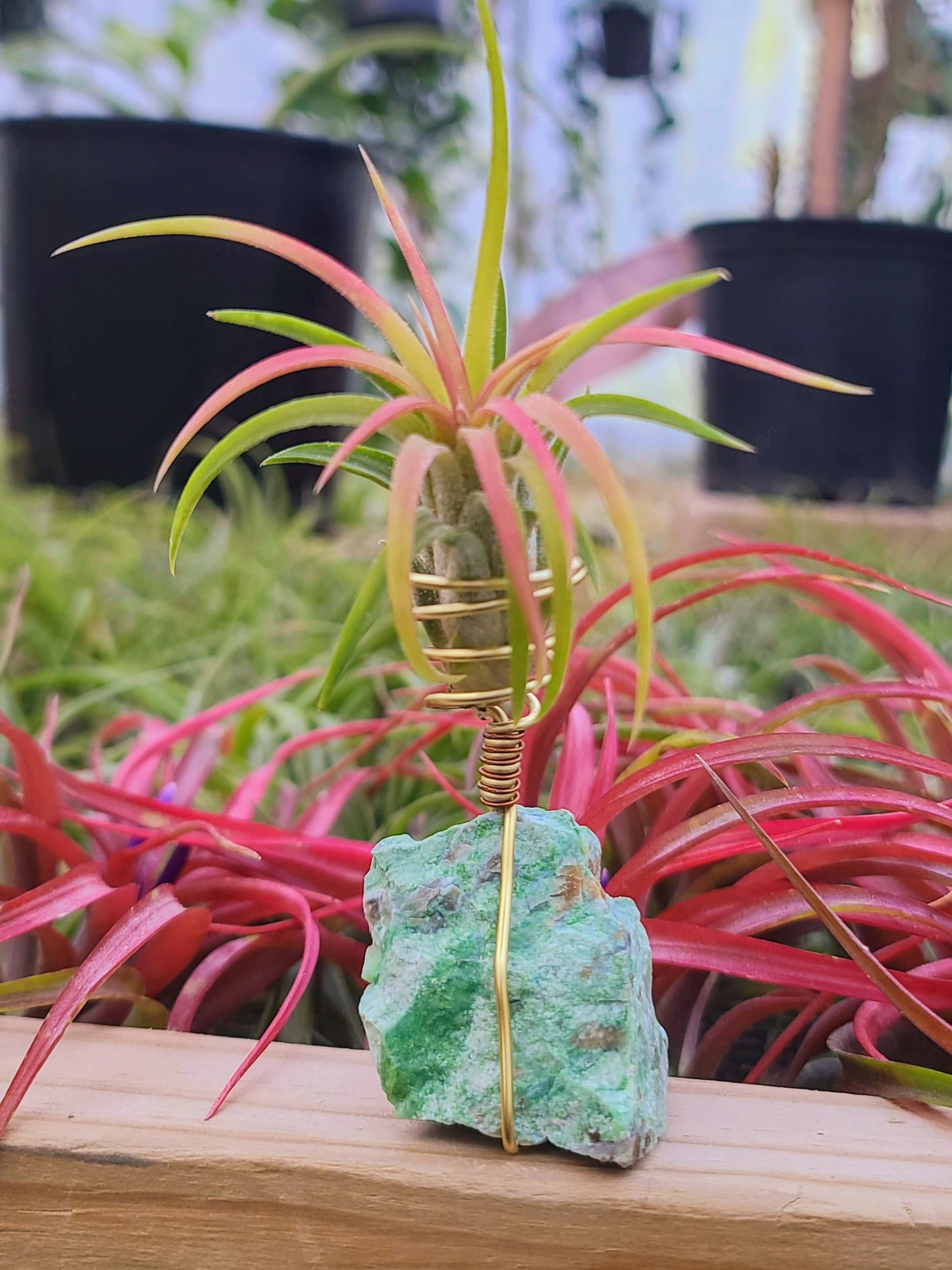 WYSIWYG Green Opal Air Plant Holder with Ionantha Mexican