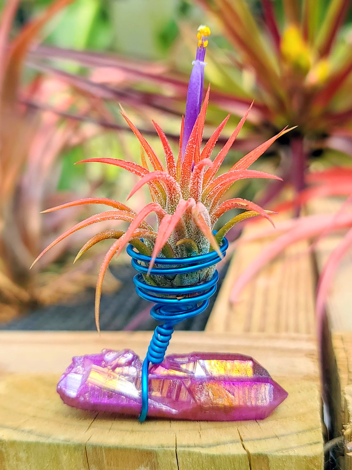 WYSIWYG Purple Aura Quartz Point Air Plant Holder with Ionantha Mexican