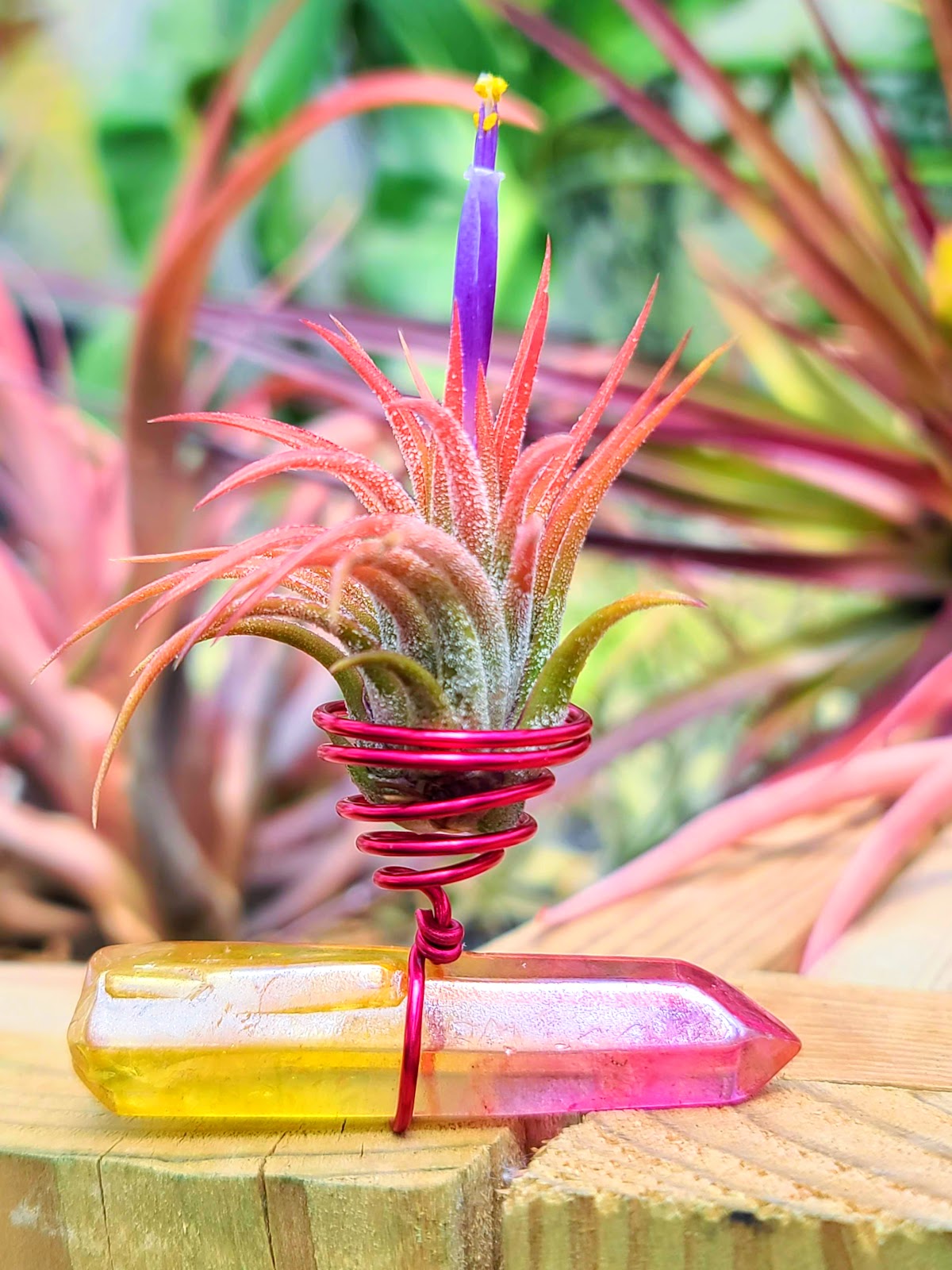 WYSIWYG Sunburst Pink Aura Quartz Point Air Plant Holder with Ionantha Mexican